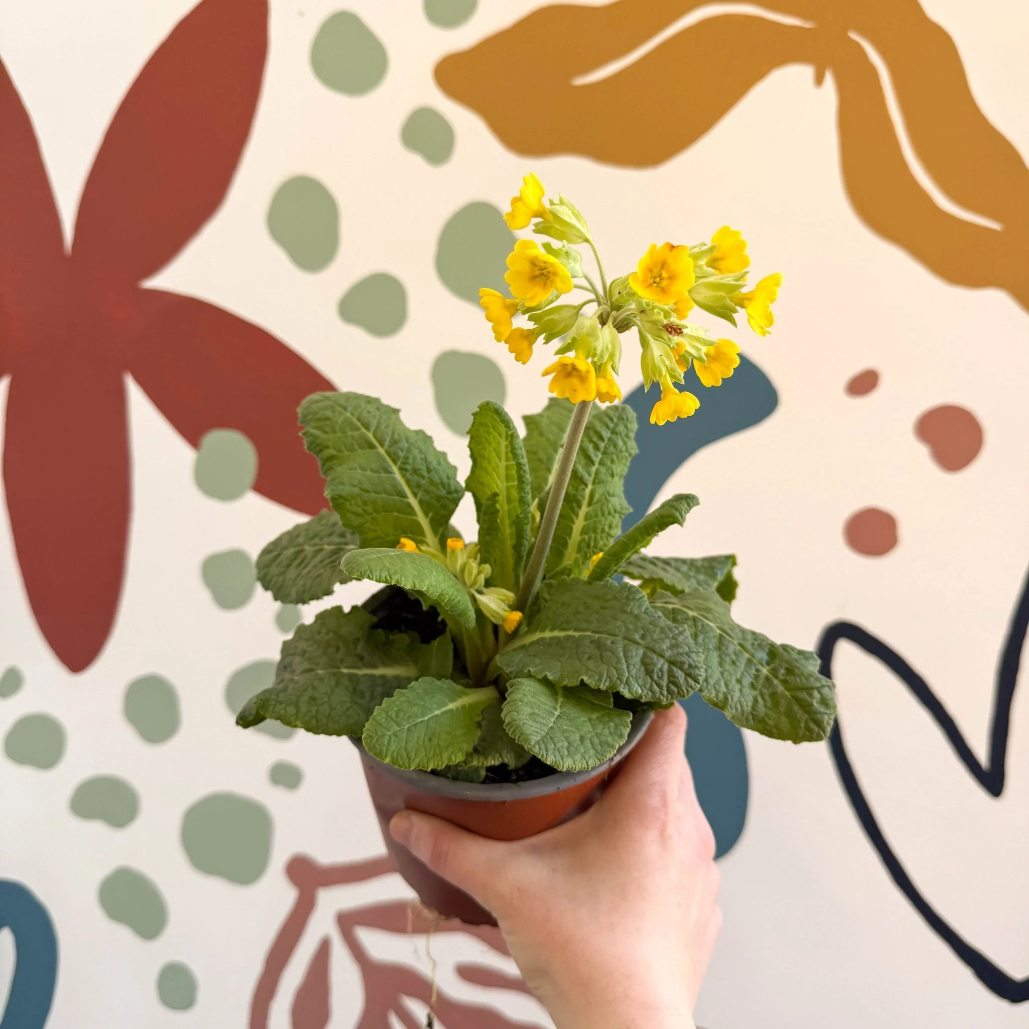 Primula veris - Yellow Cowslip - British Grown - Image 6