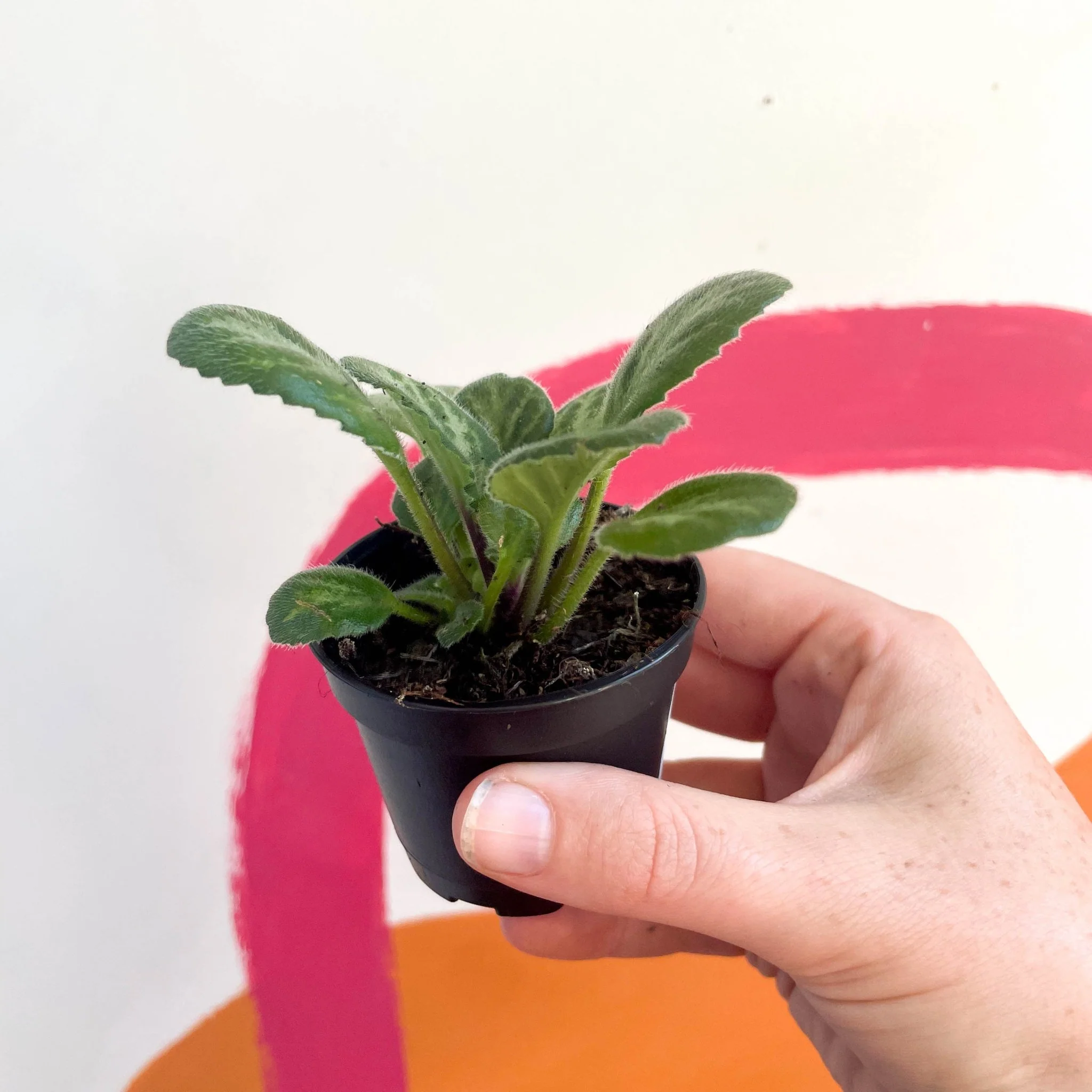 Primulina chirita 'Loki' - Welsh Grown - Image 2