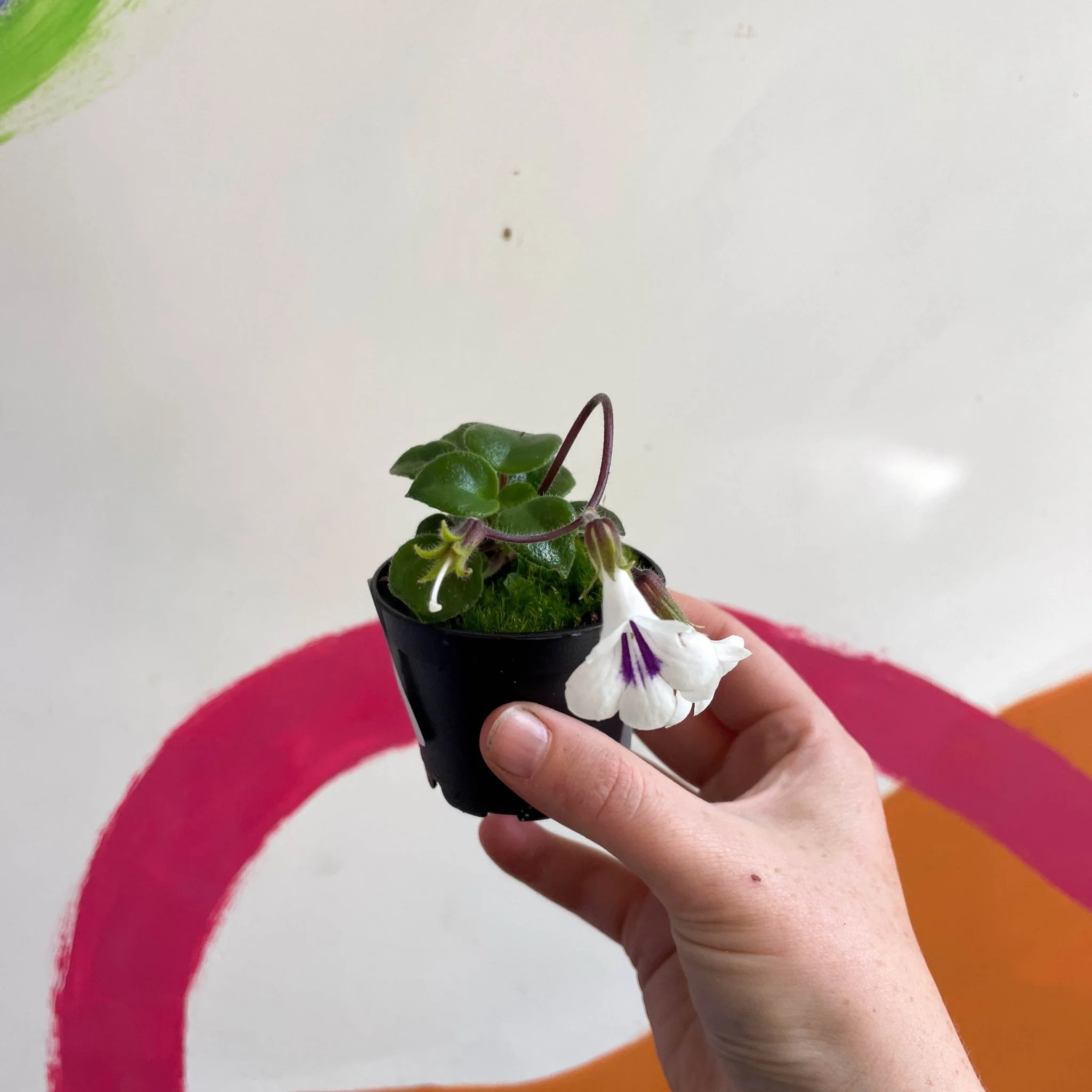 Primulina tamiana – Miniature Violet - Image 3