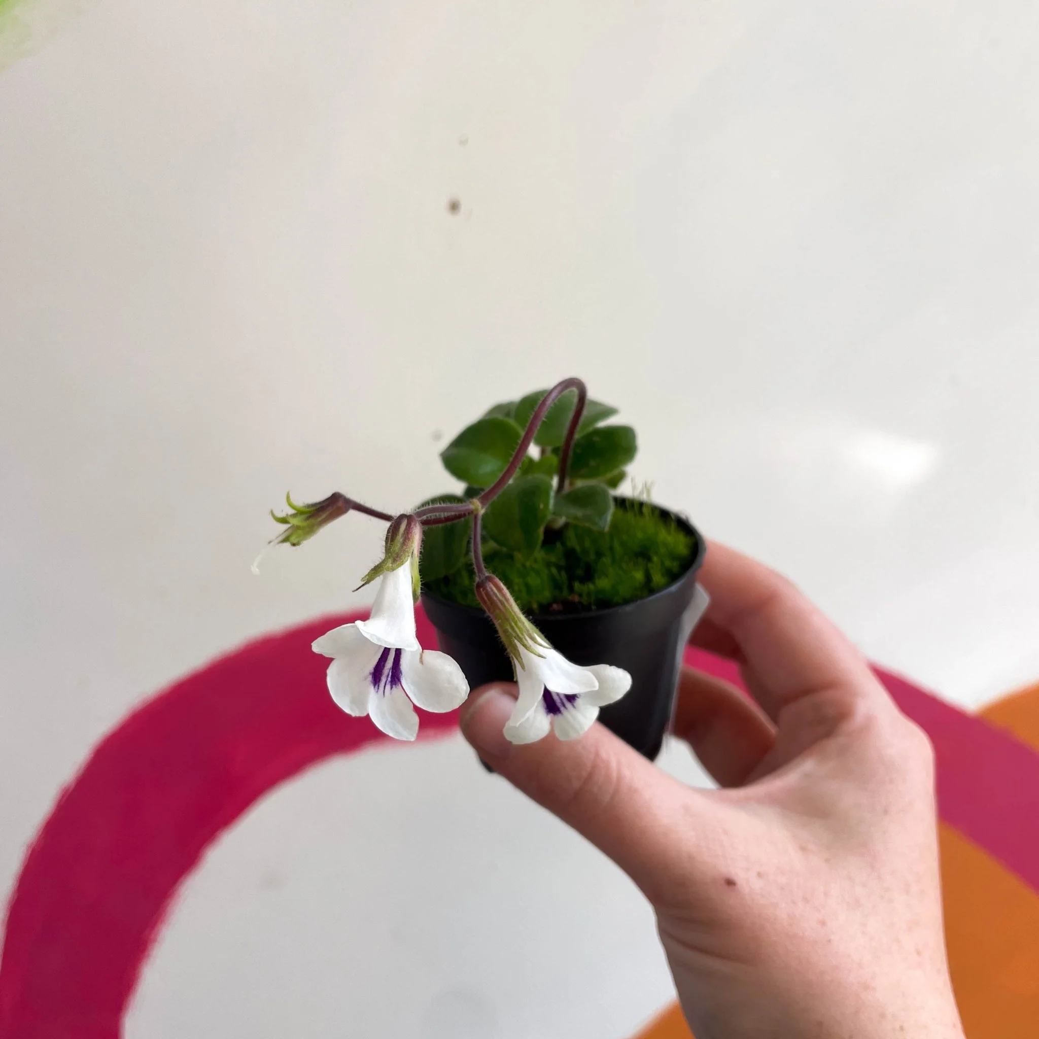Primulina tamiana – Miniature Violet - Image 4