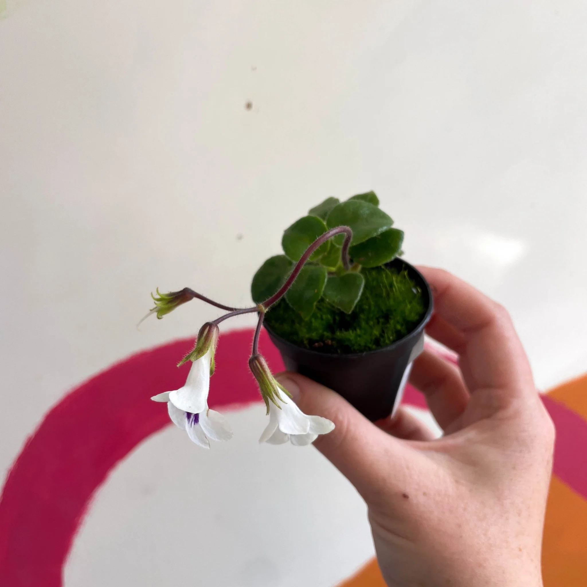 Primulina tamiana – Miniature Violet - Image 5