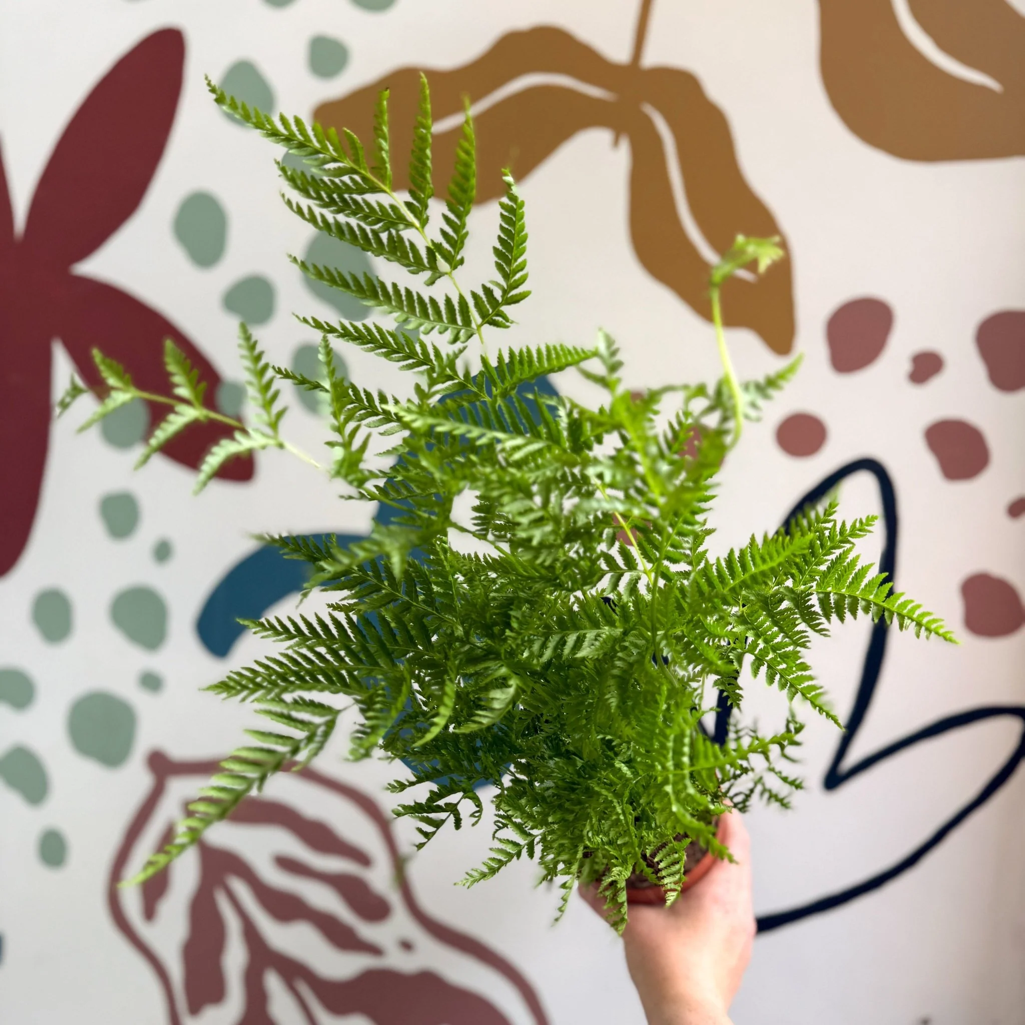 Pteris straminea – Silver Brake Fern