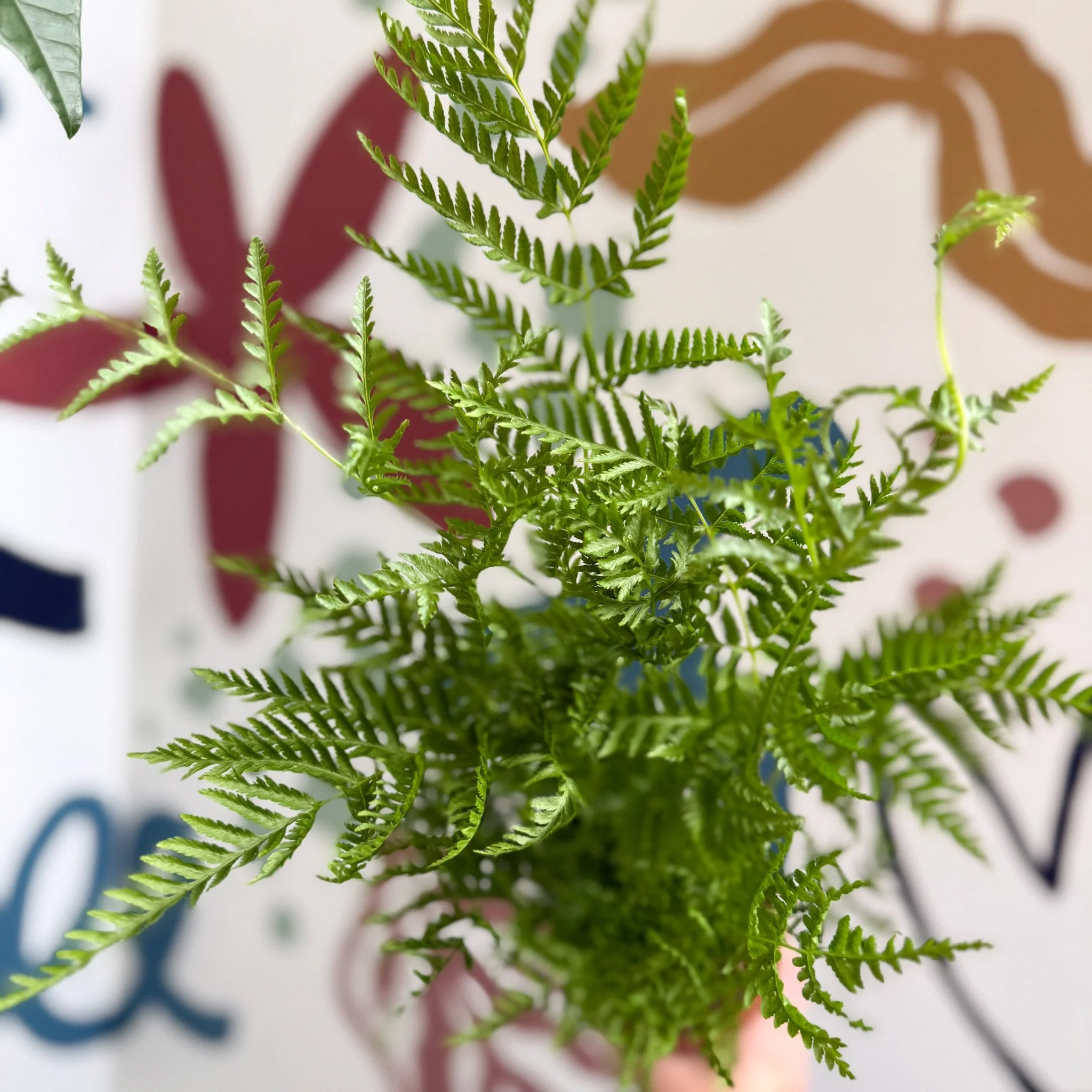 Pteris straminea – Silver Brake Fern - Image 10