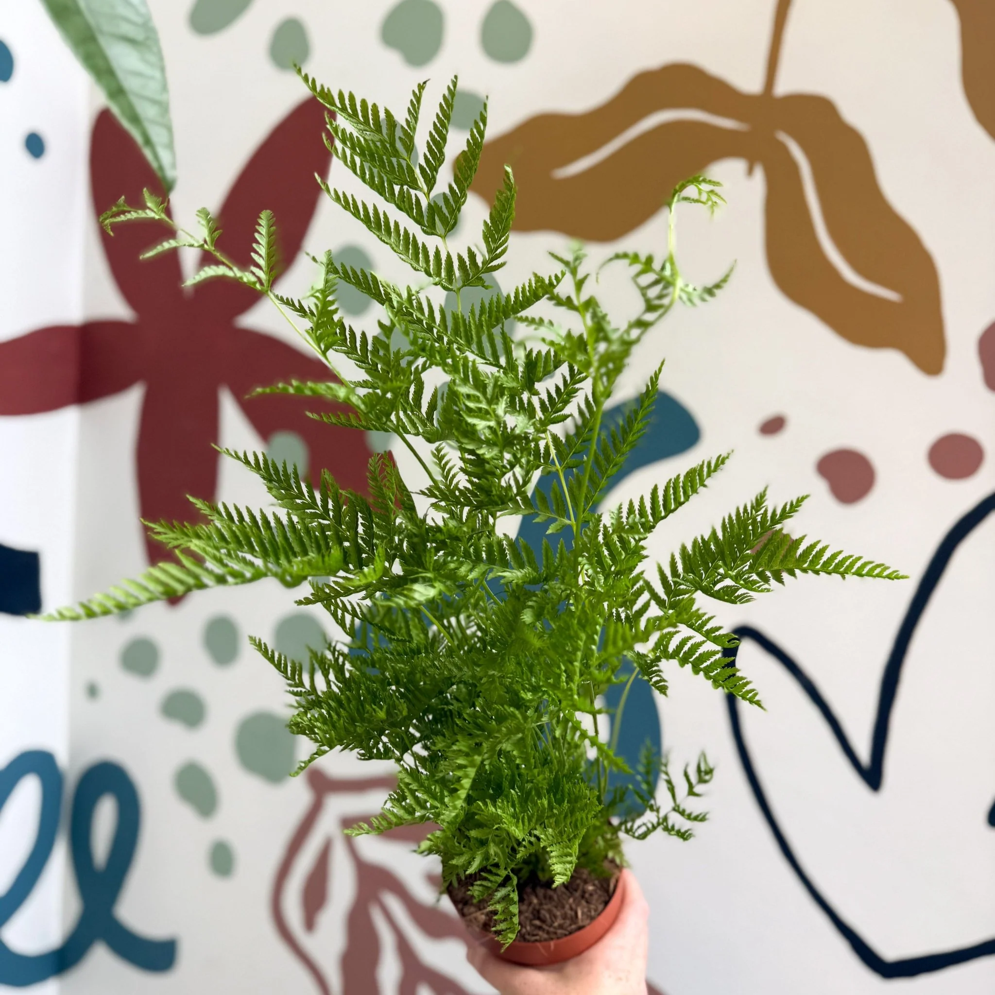 Pteris straminea – Silver Brake Fern - Image 11