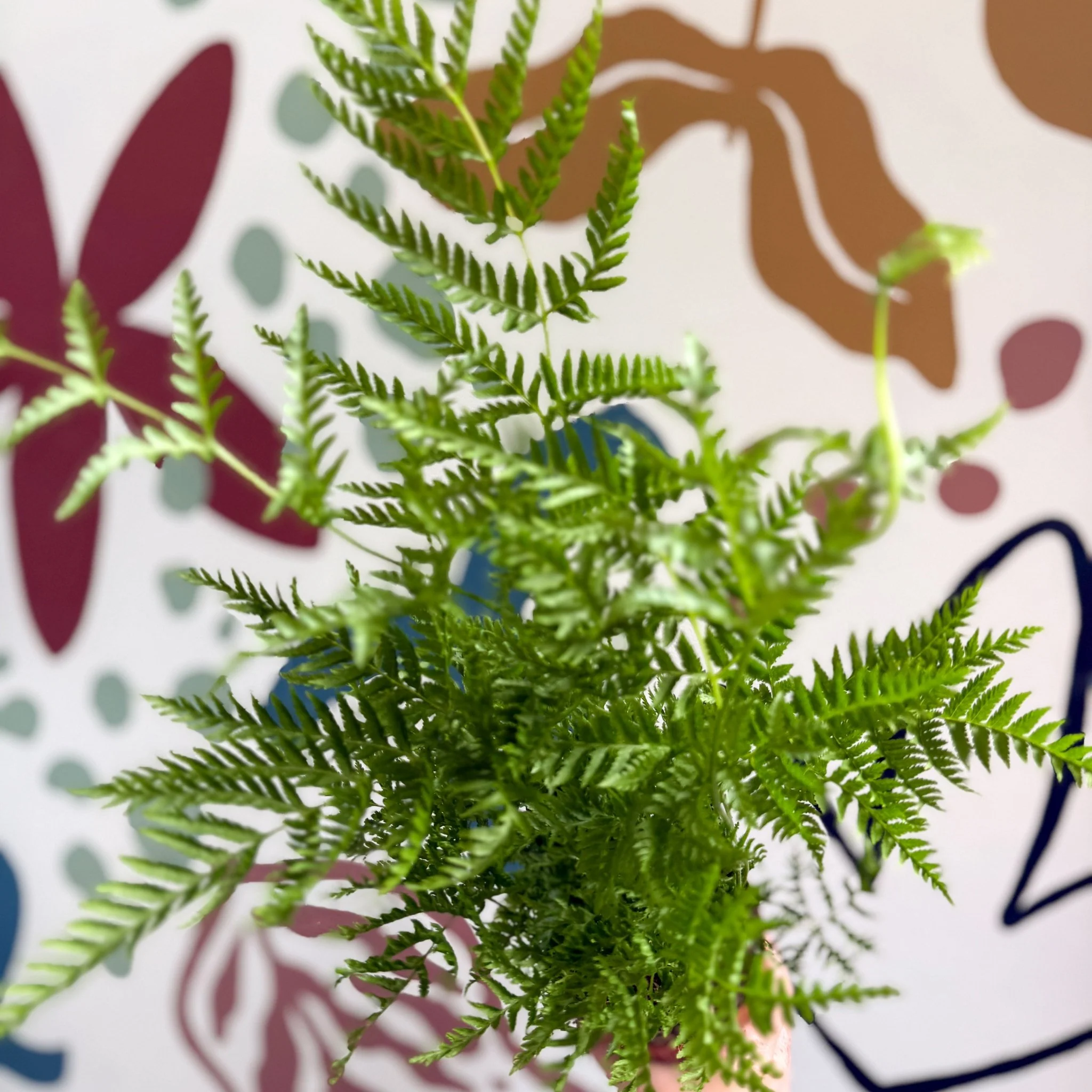 Pteris straminea – Silver Brake Fern - Image 12