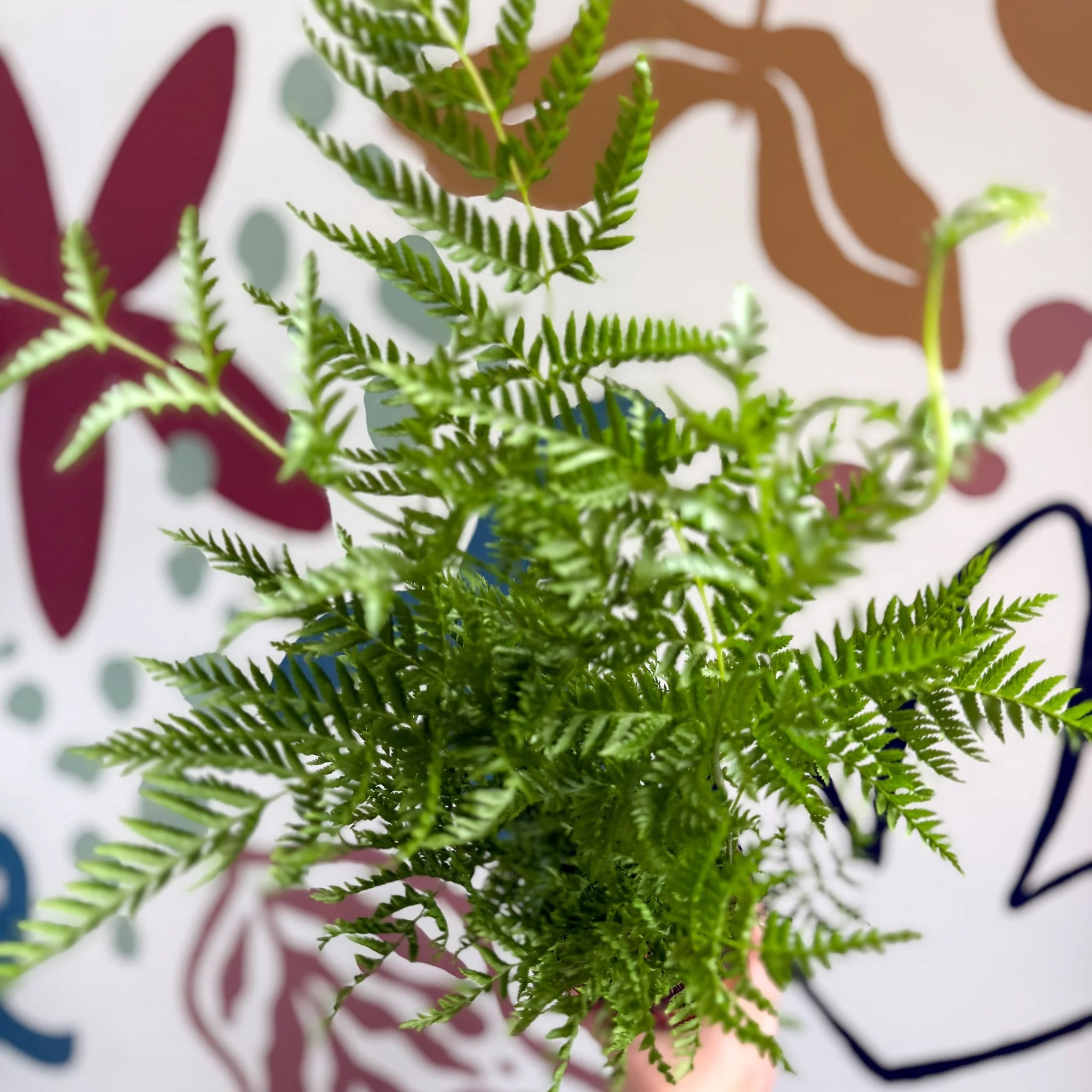 Pteris straminea – Silver Brake Fern - Image 13