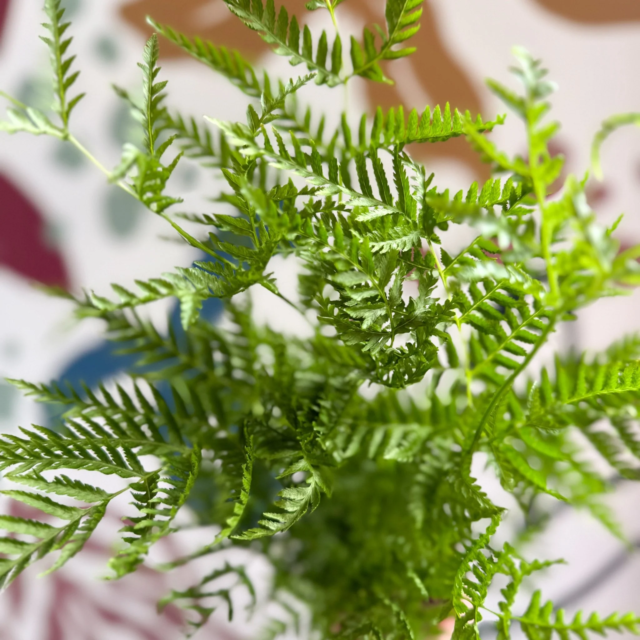 Pteris straminea – Silver Brake Fern - Image 2
