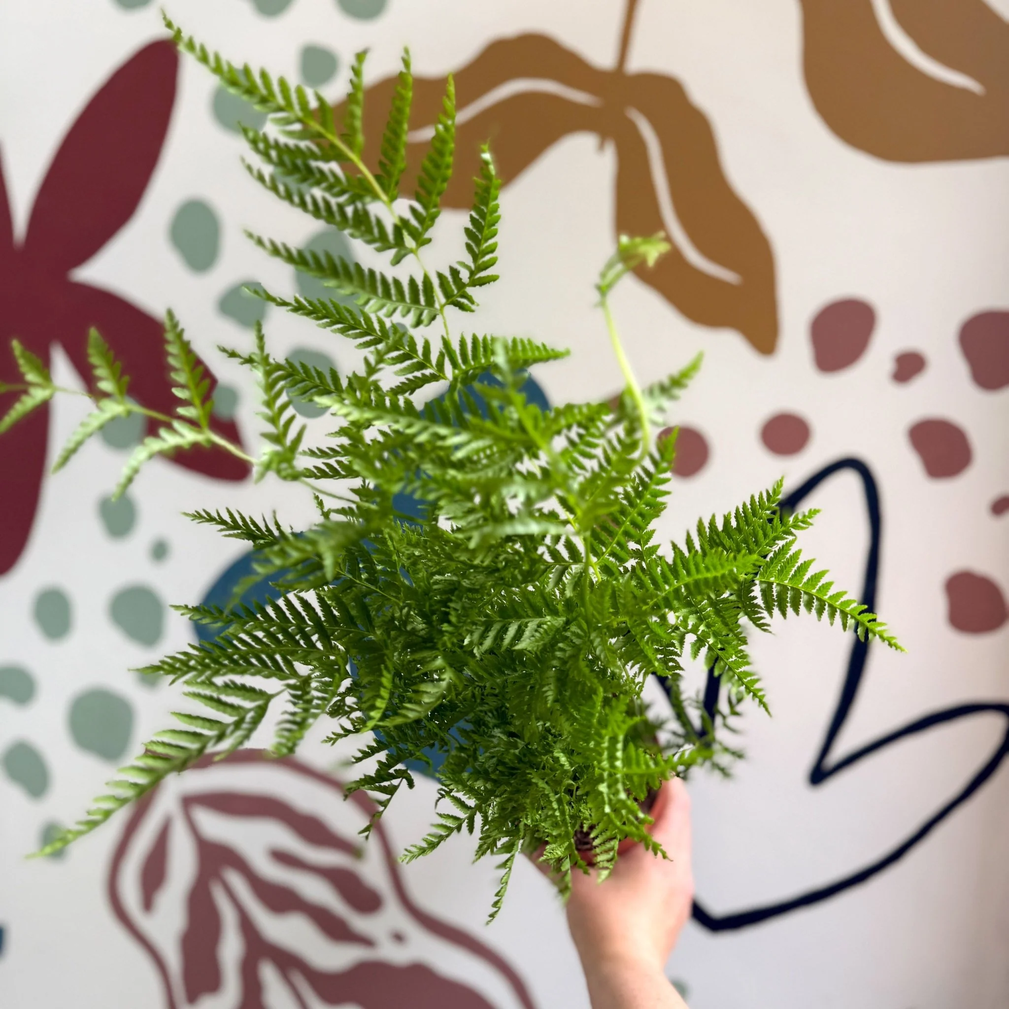 Pteris straminea – Silver Brake Fern - Image 3
