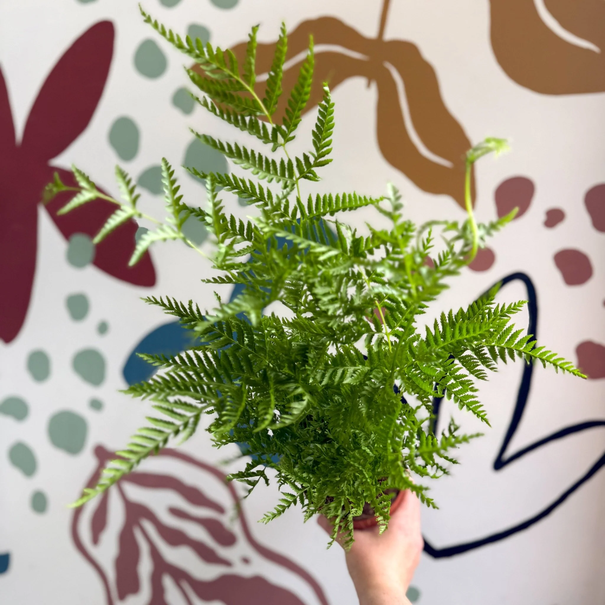 Pteris straminea – Silver Brake Fern - Image 4