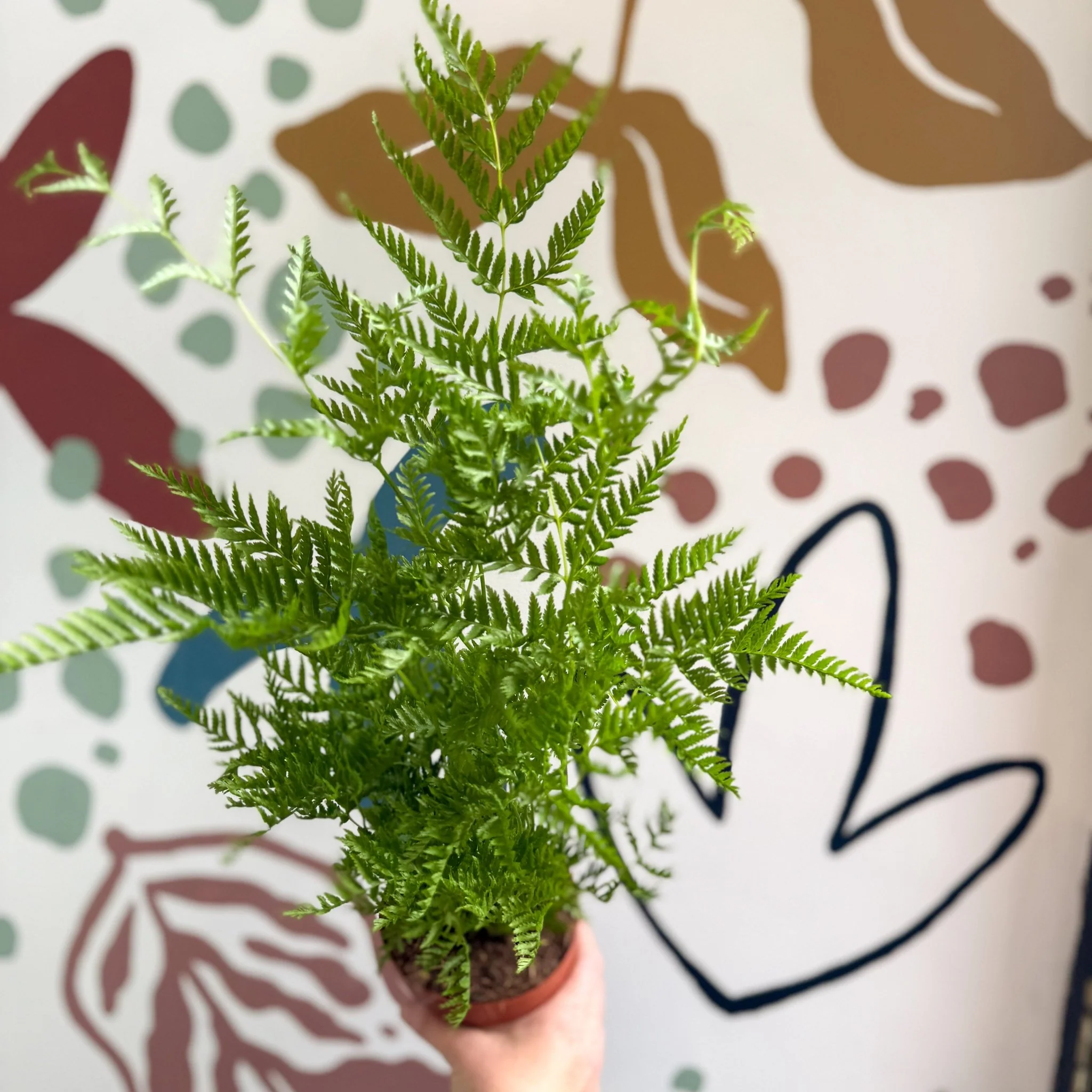 Pteris straminea – Silver Brake Fern - Image 5