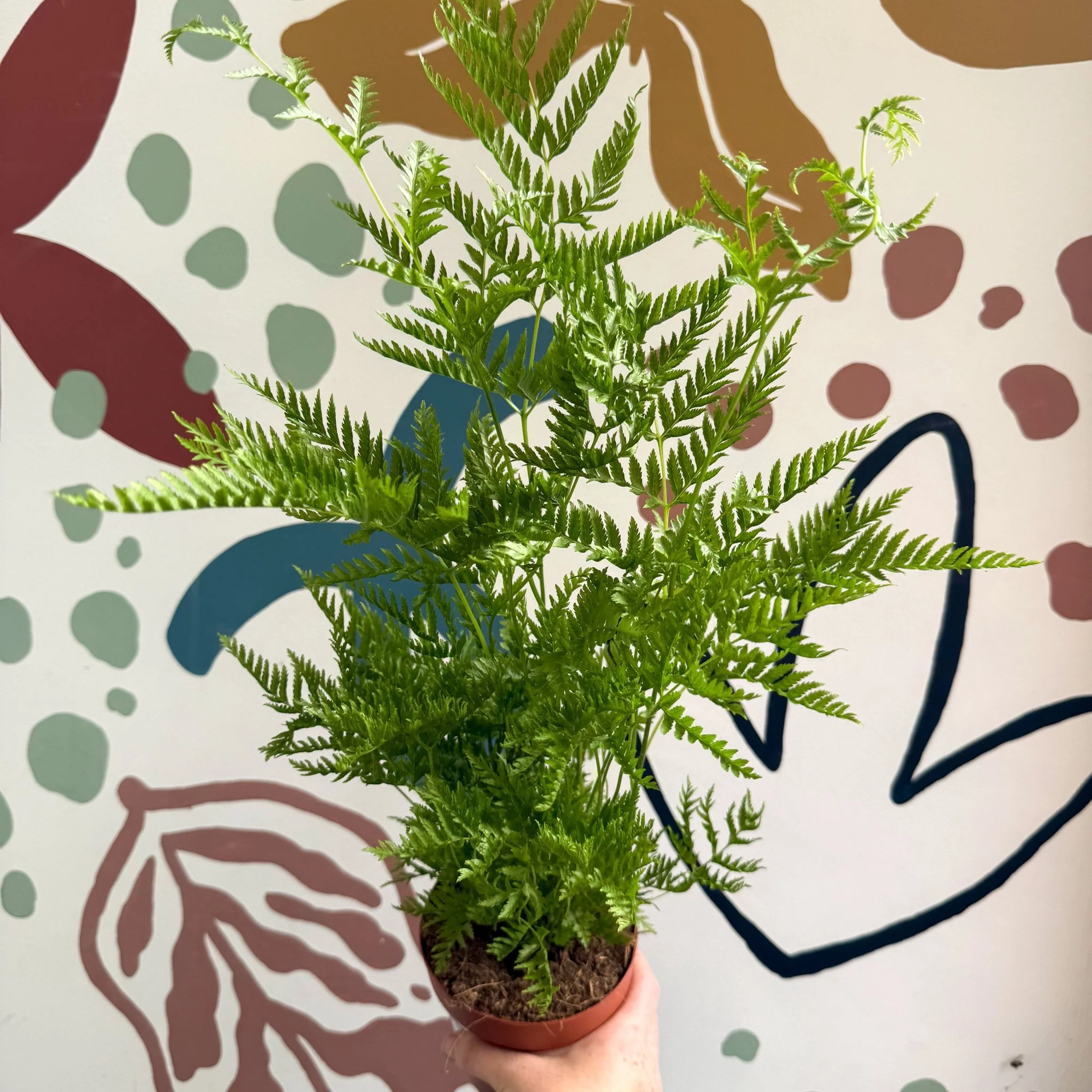 Pteris straminea – Silver Brake Fern - Image 6