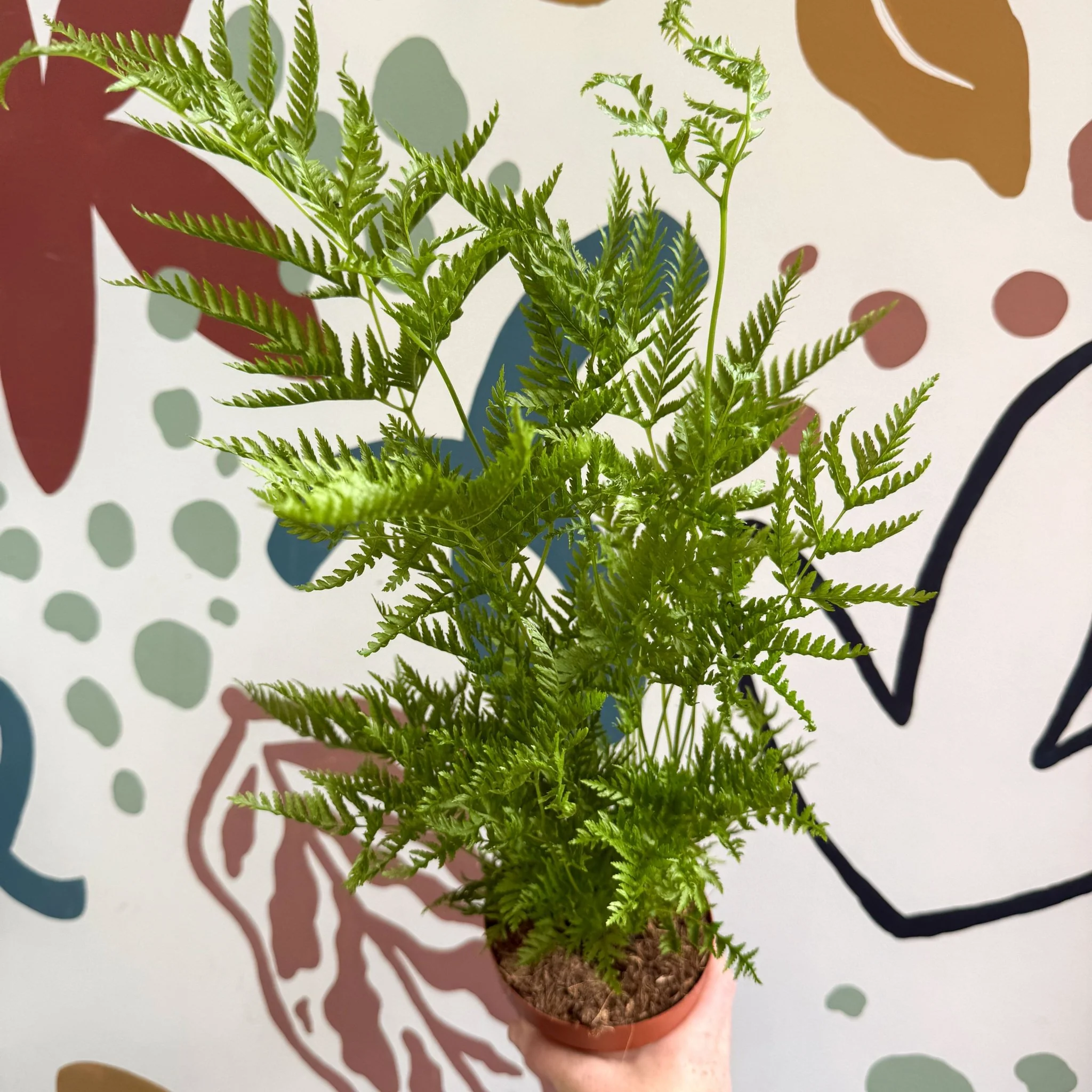 Pteris straminea – Silver Brake Fern - Image 7