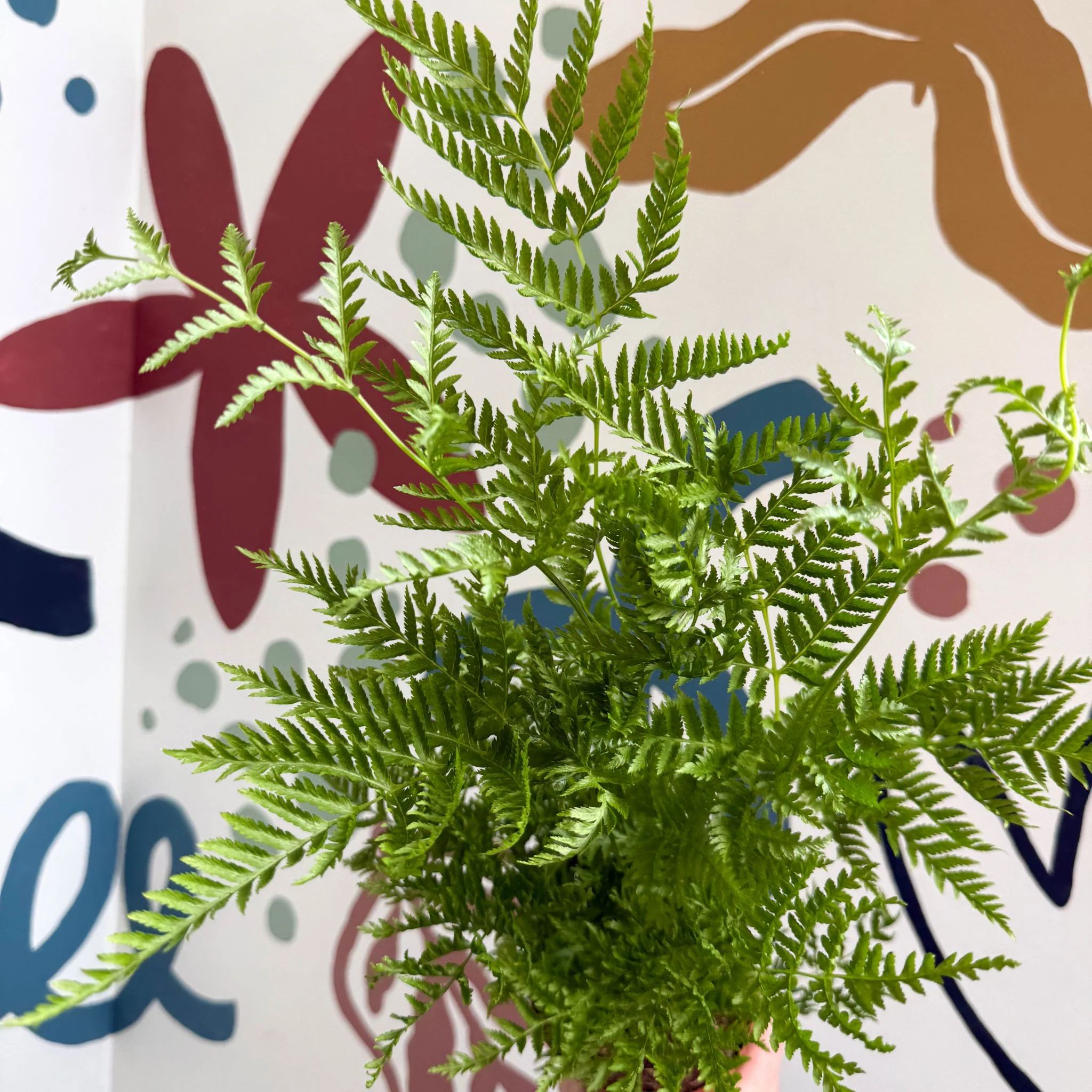Pteris straminea – Silver Brake Fern - Image 8