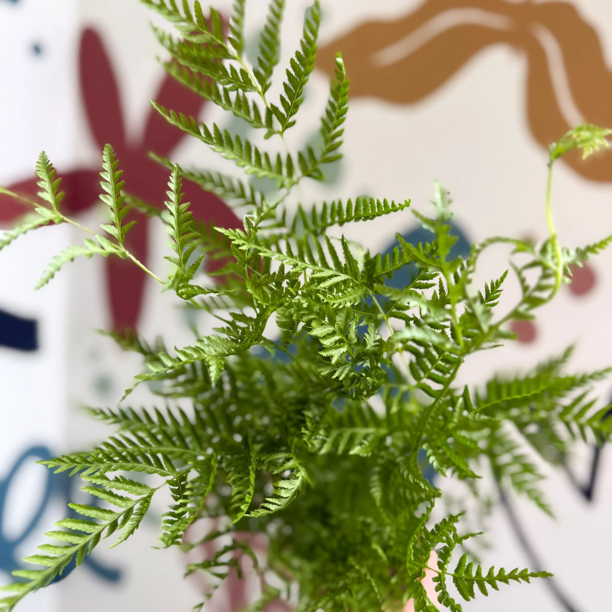 Pteris straminea – Silver Brake Fern - Image 9