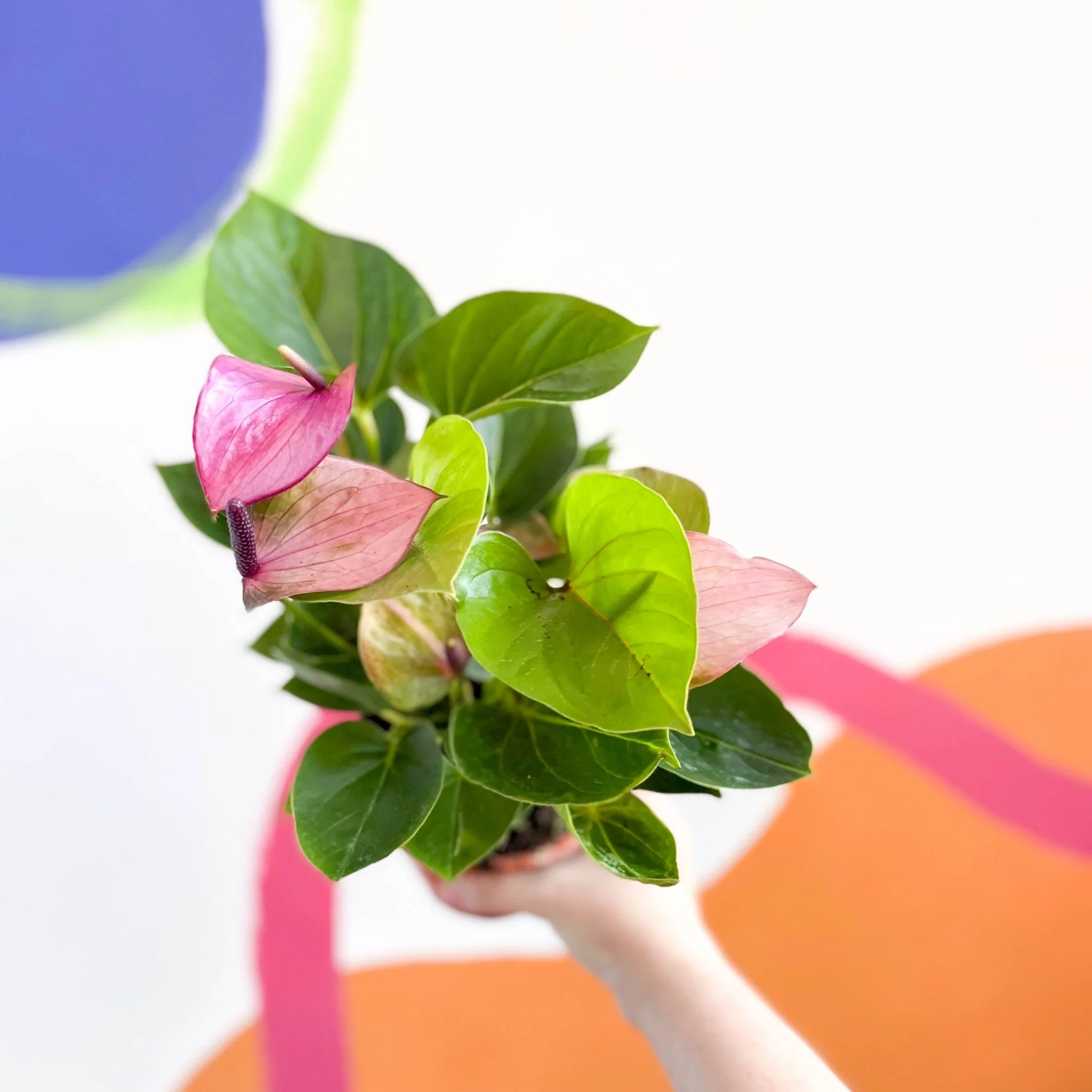 Purple Flamingo Flower - Anthurium andraeanum 'Baby Purple'