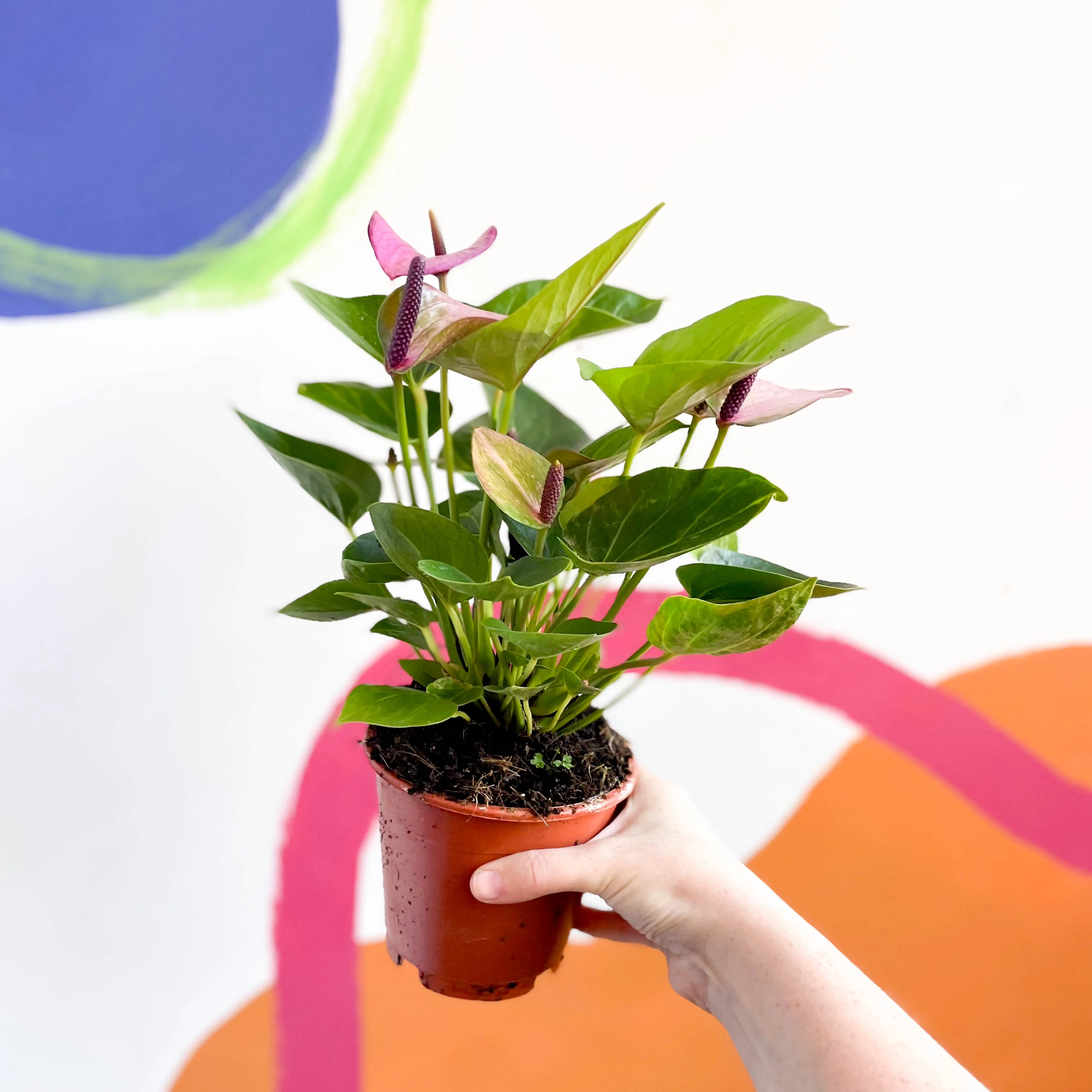 Purple Flamingo Flower - Anthurium andraeanum 'Baby Purple' - Image 2
