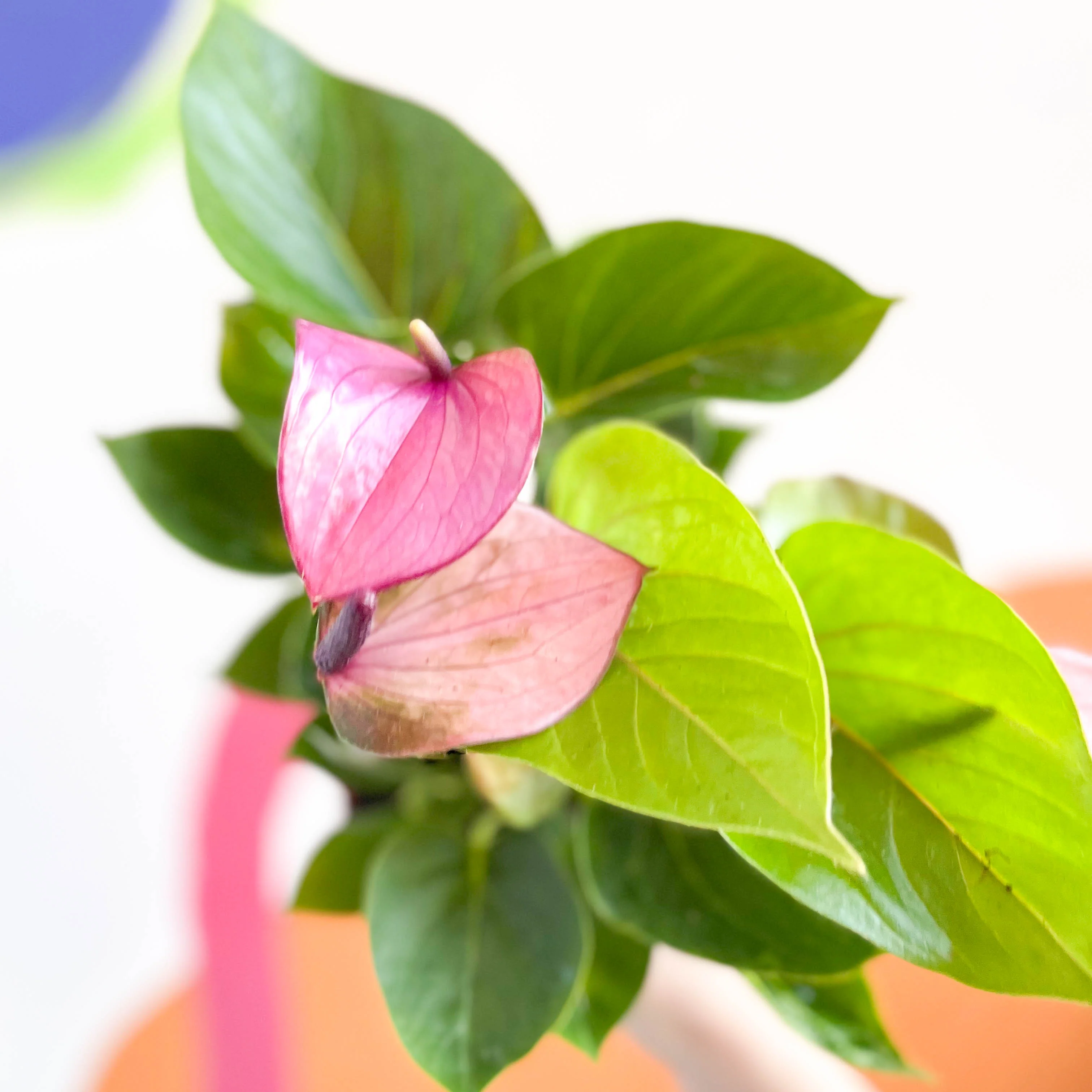 Purple Flamingo Flower - Anthurium andraeanum 'Baby Purple' - Image 3