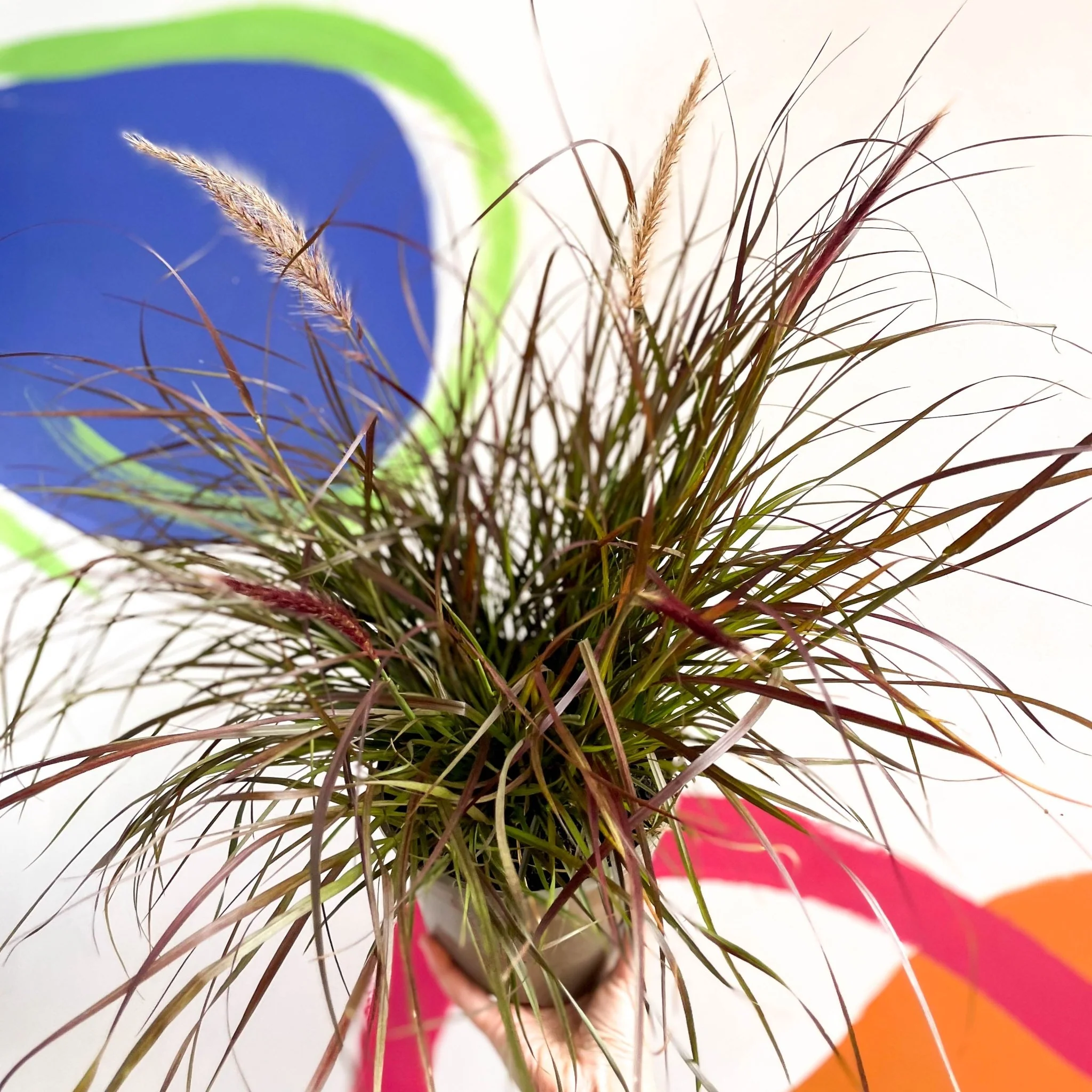 Purple Fountain Grass - Pennisetum setaceum 'Rubrum' - Cotswold Grown Perennial