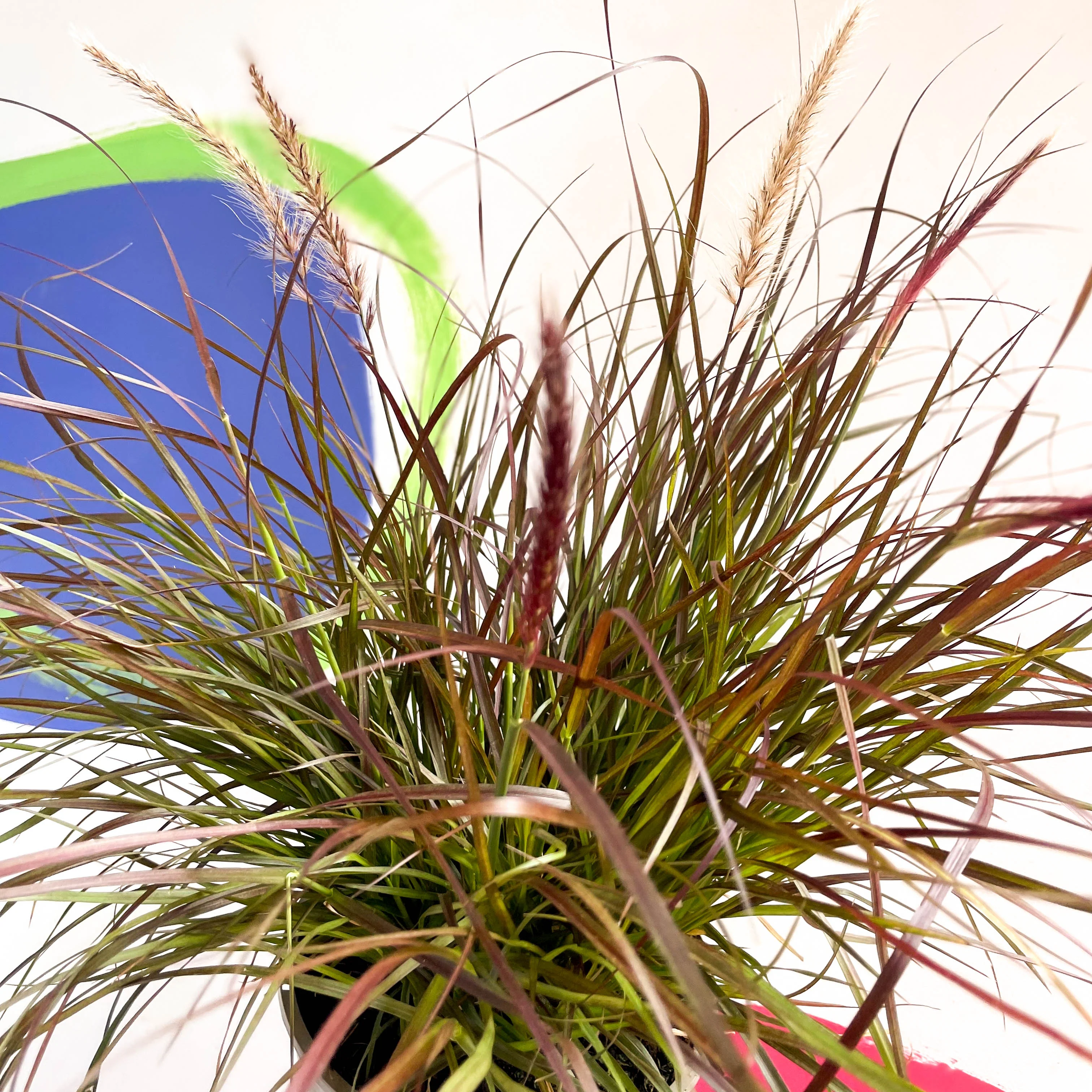 Purple Fountain Grass - Pennisetum setaceum 'Rubrum' - Cotswold Grown Perennial - Image 2