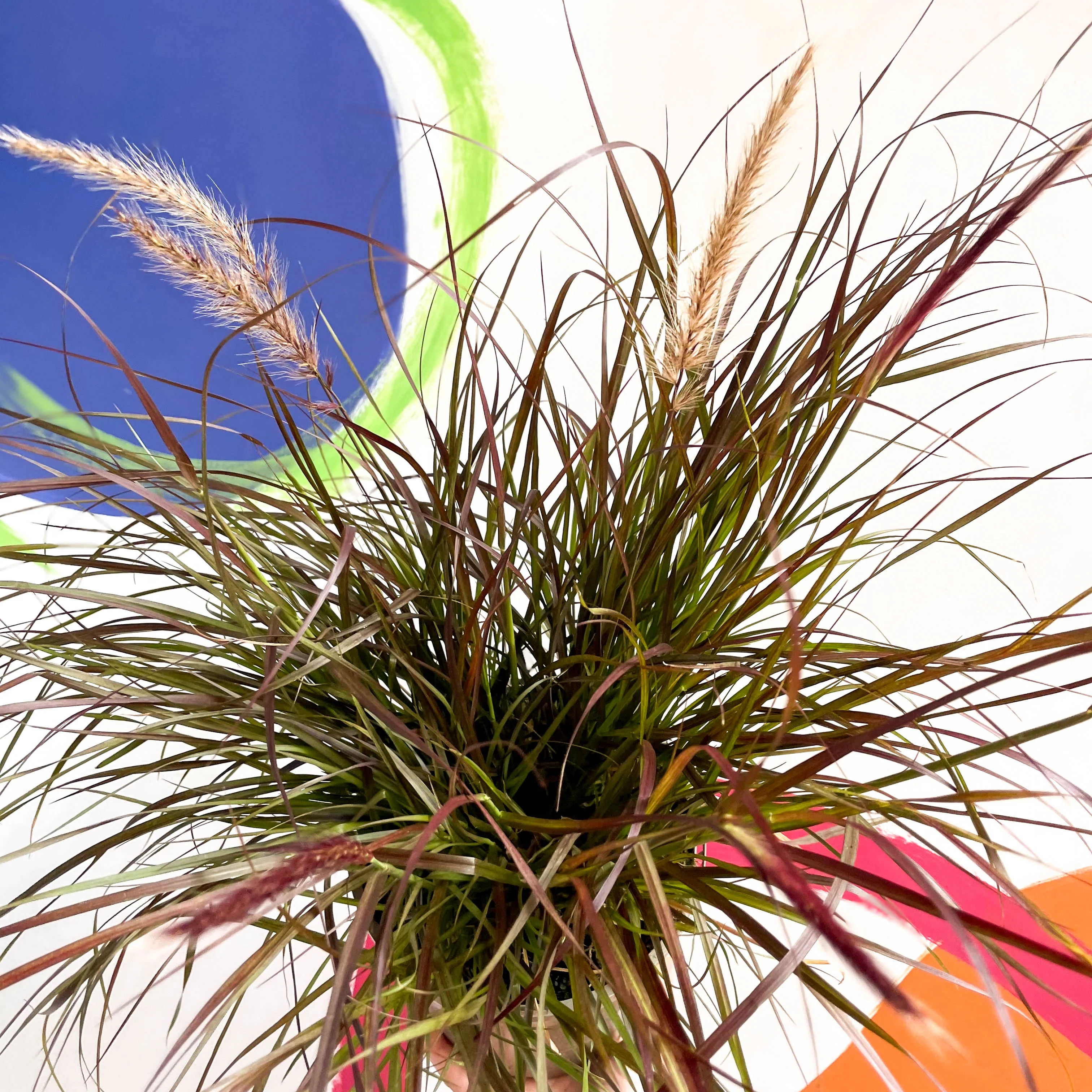 Purple Fountain Grass - Pennisetum setaceum 'Rubrum' - Cotswold Grown Perennial - Image 3
