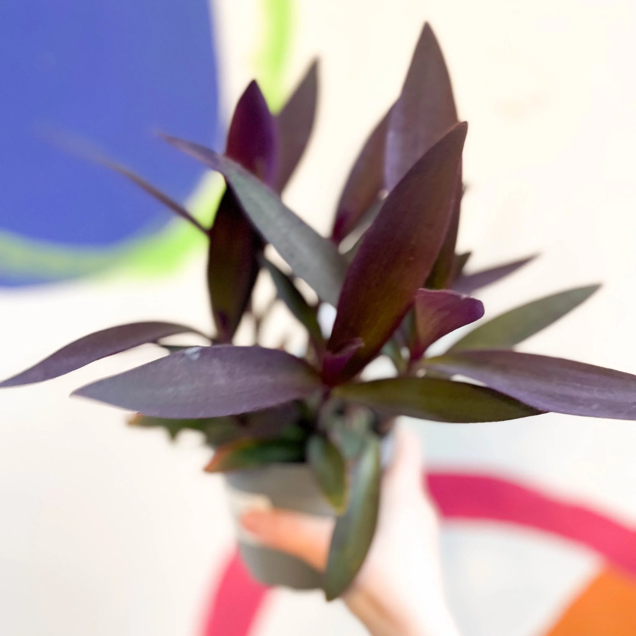 Purple Inch Plant - Tradescantia pallida 'Purpurea' - Welsh Grown