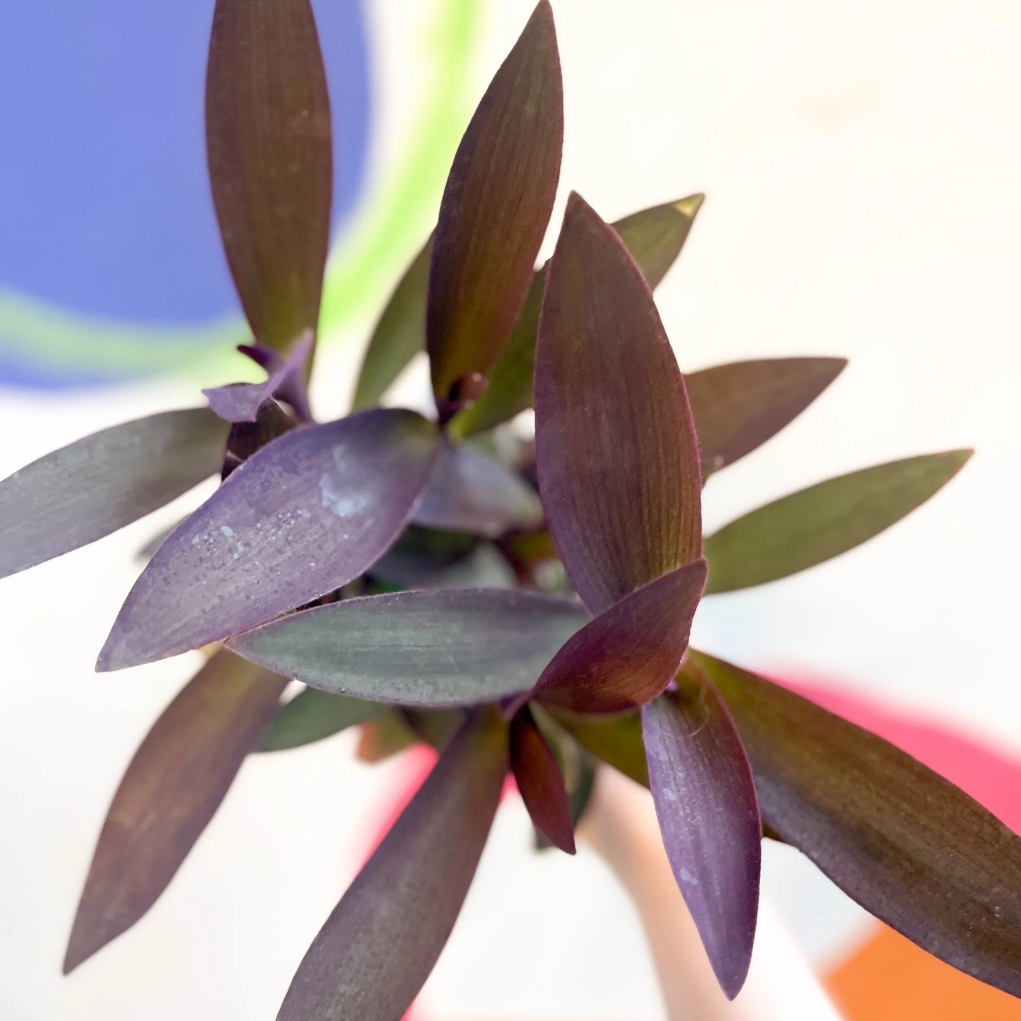 Purple Inch Plant - Tradescantia pallida 'Purpurea' - Welsh Grown - Image 2