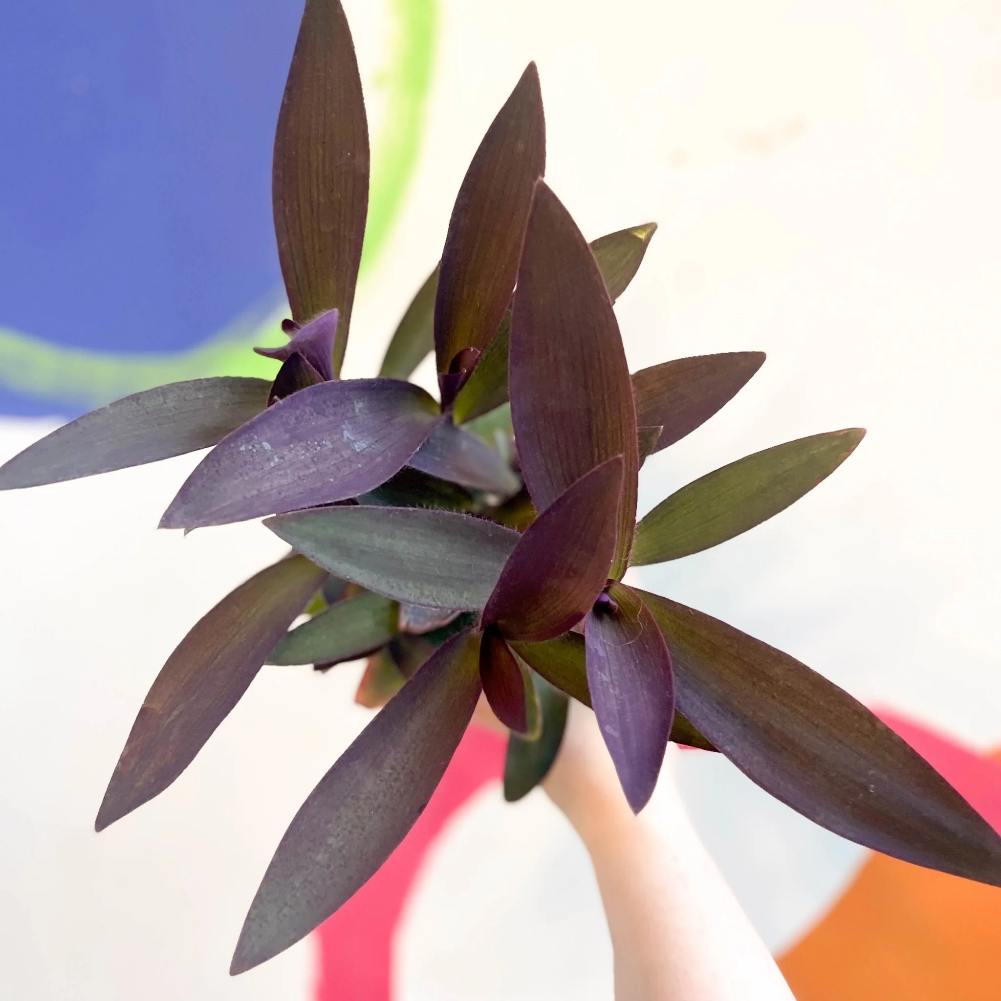 Purple Inch Plant - Tradescantia pallida 'Purpurea' - Welsh Grown - Image 3