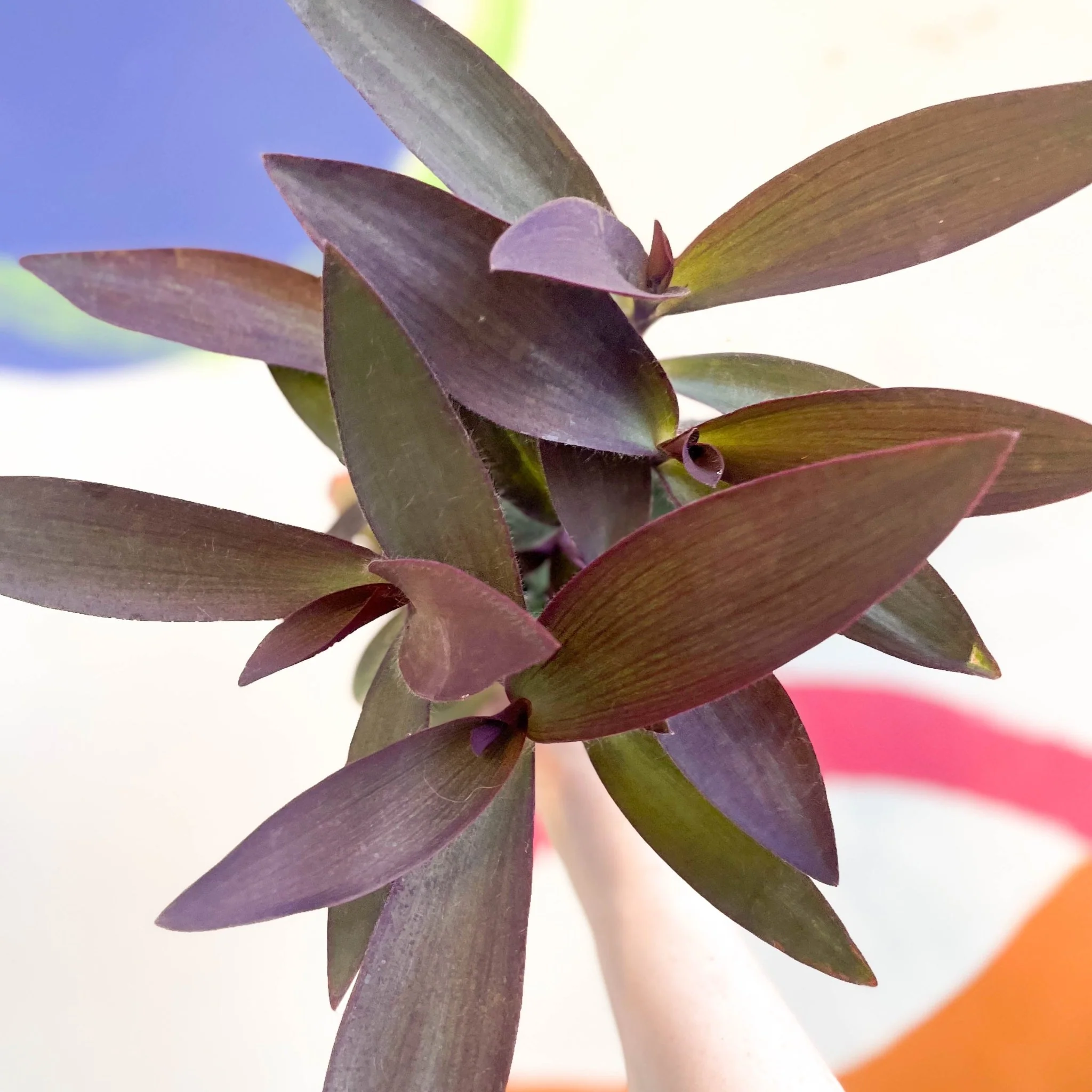 Purple Inch Plant - Tradescantia pallida 'Purpurea' - Welsh Grown - Image 4