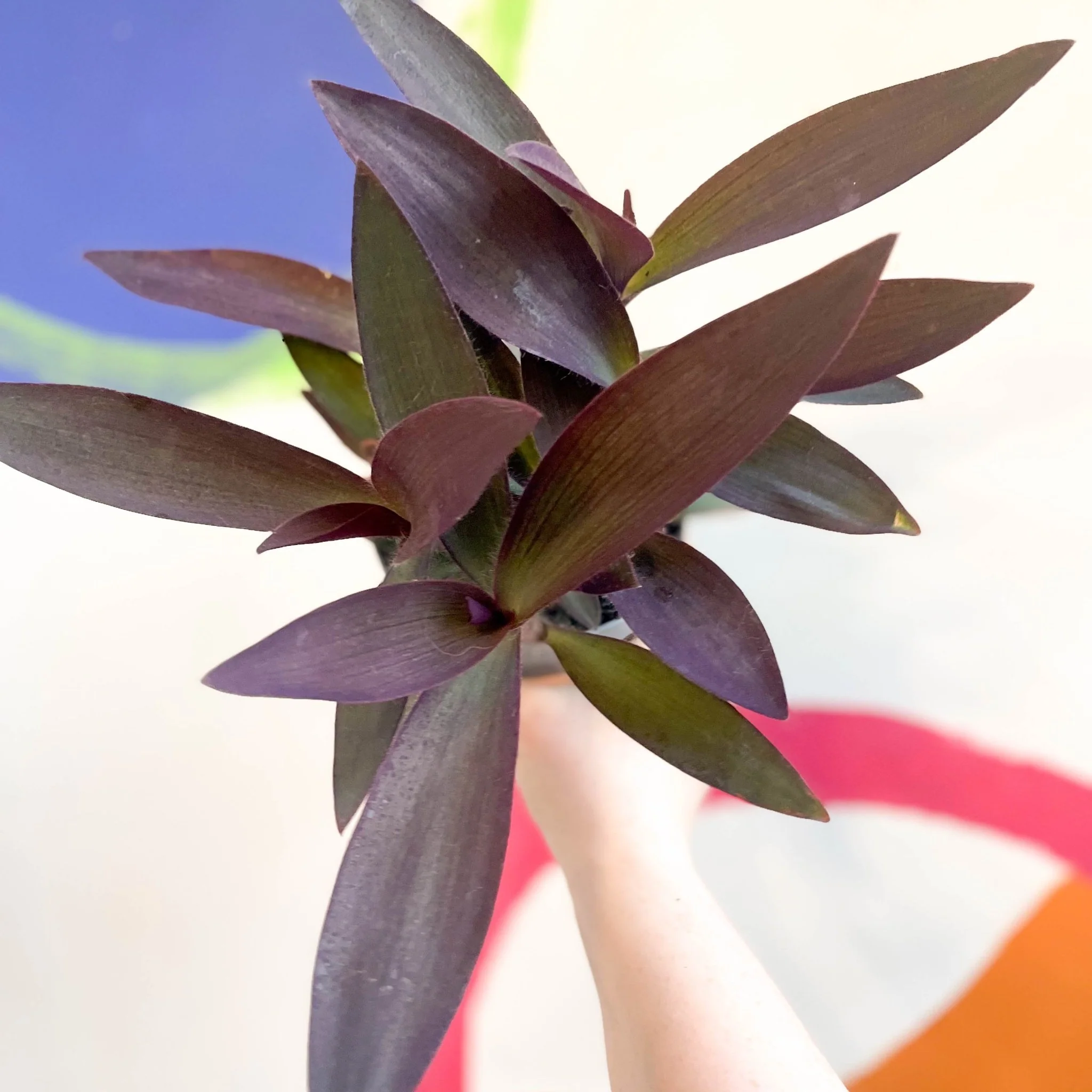 Purple Inch Plant - Tradescantia pallida 'Purpurea' - Welsh Grown - Image 5