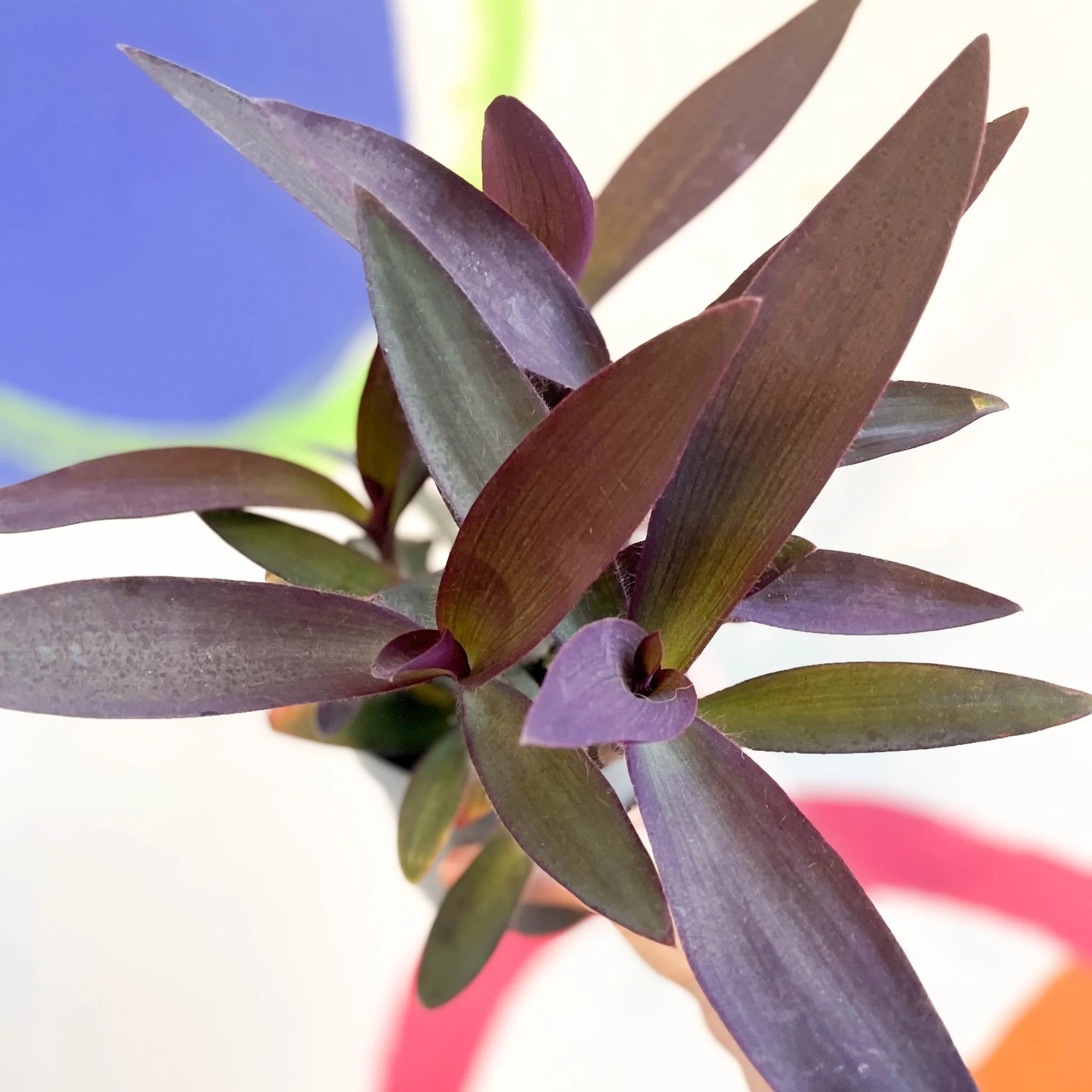 Purple Inch Plant - Tradescantia pallida 'Purpurea' - Welsh Grown - Image 6