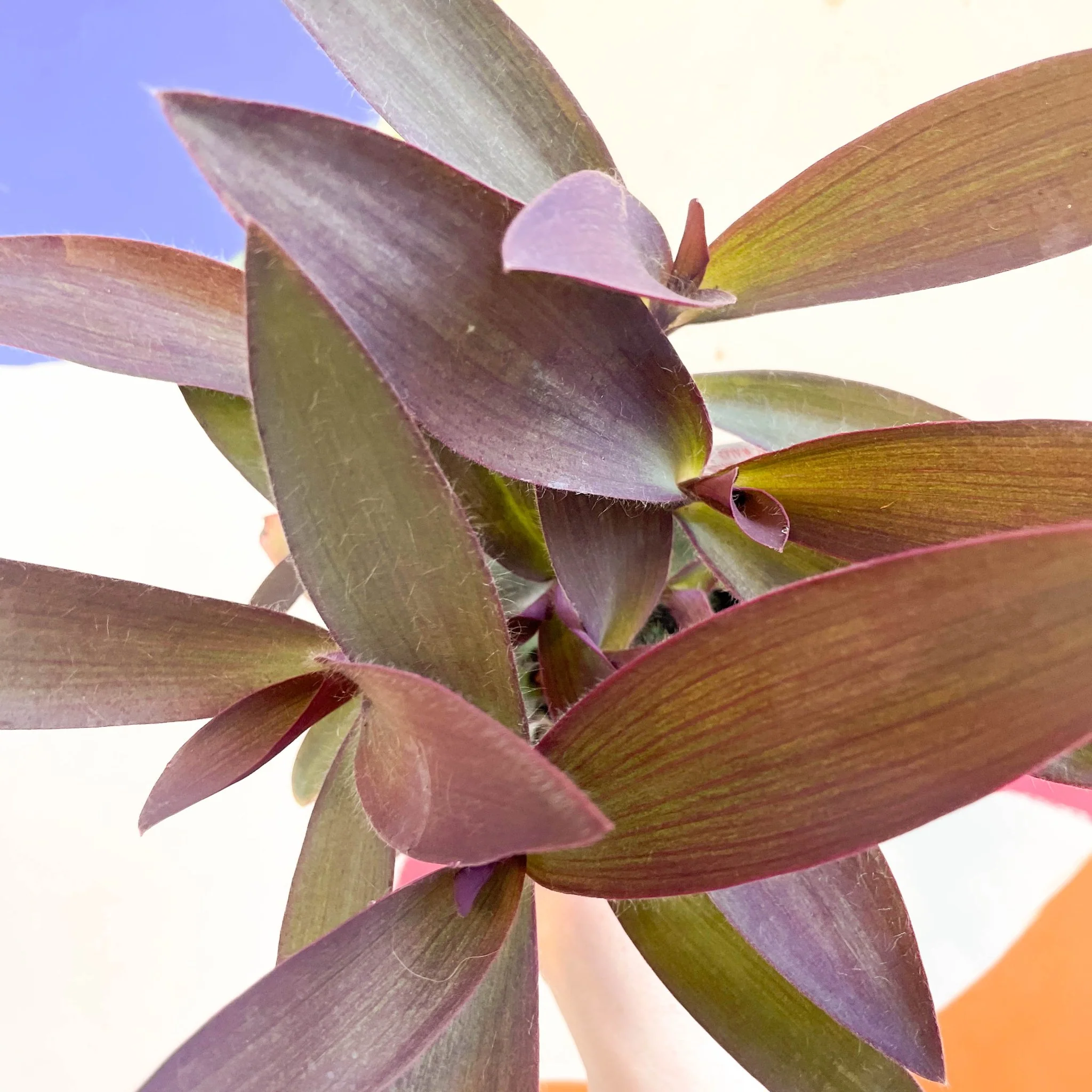 Purple Inch Plant - Tradescantia pallida 'Purpurea' - Welsh Grown - Image 7