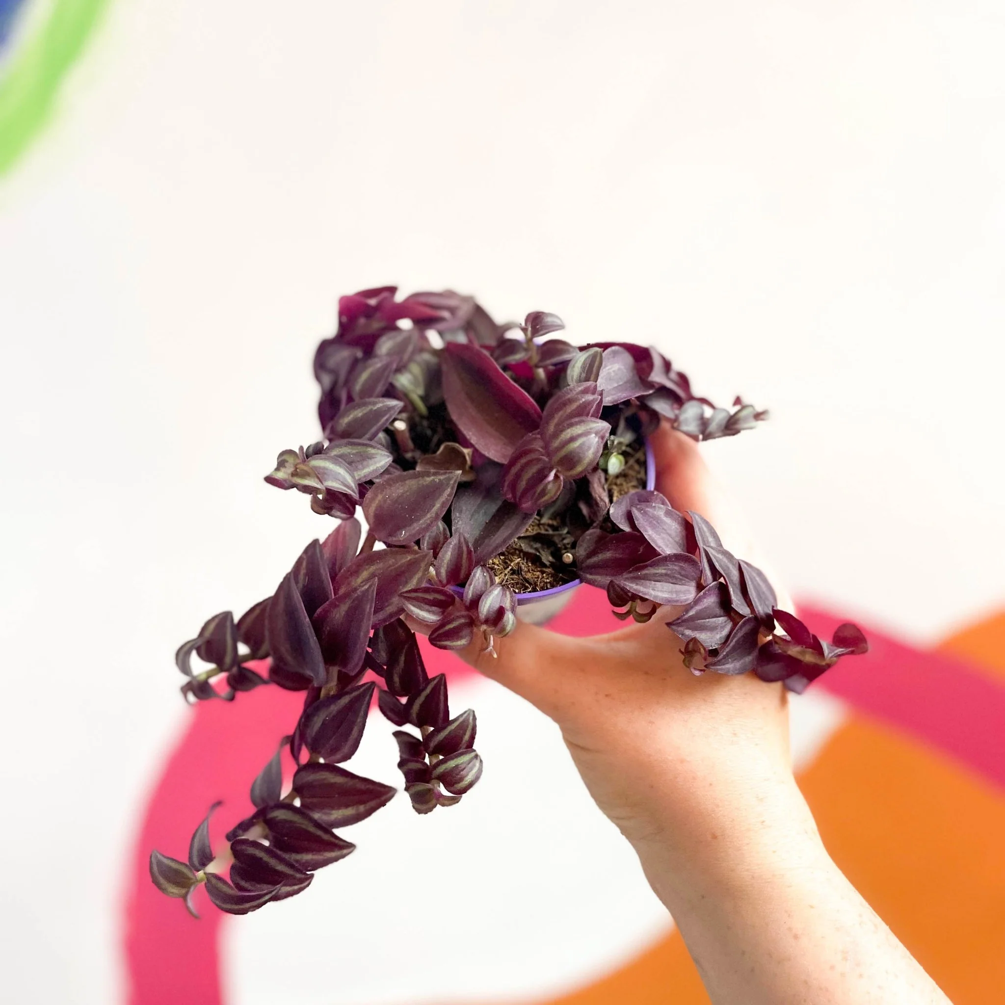 Purple Inch Plant - Tradescantia 'Purple Passion' - Image 3