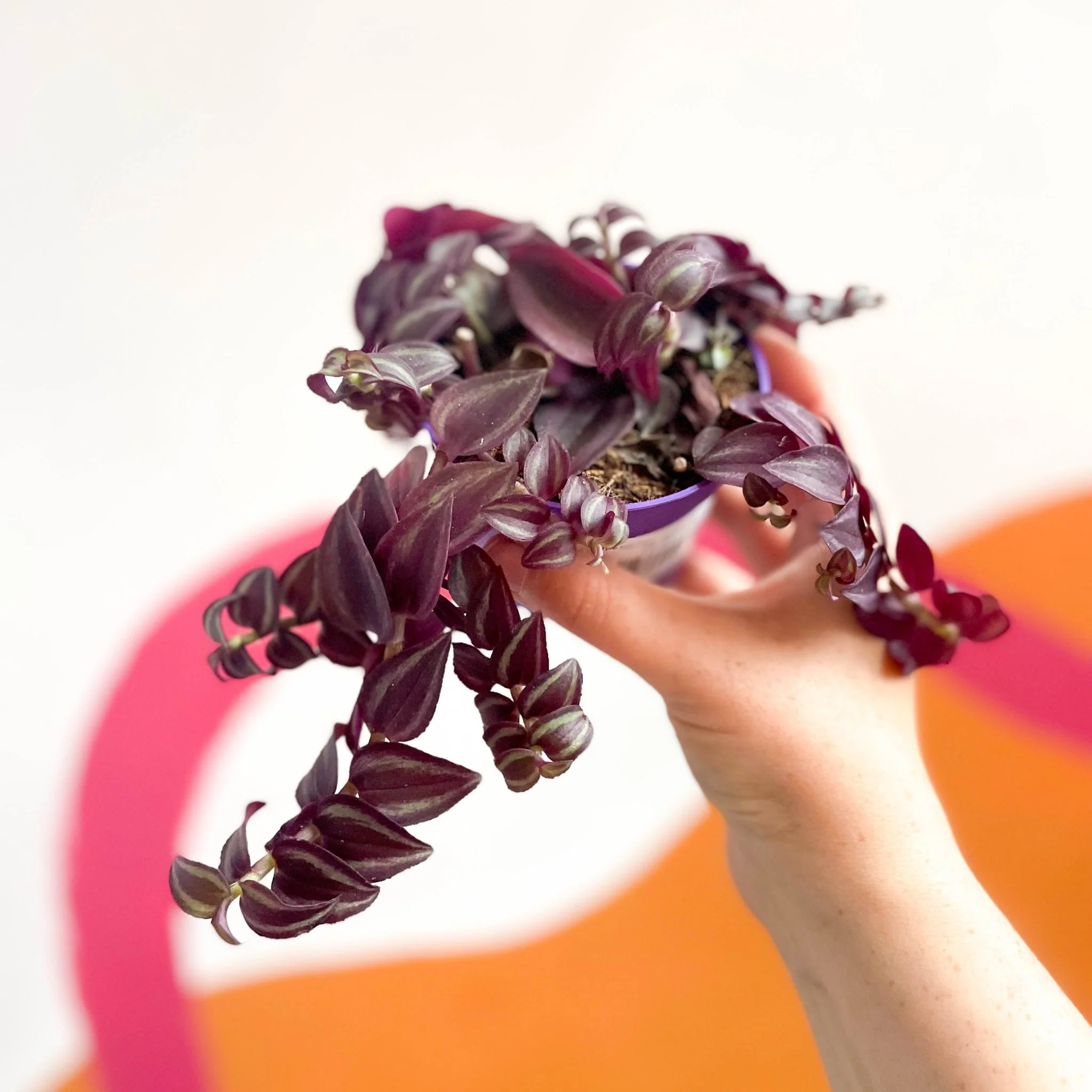 Purple Inch Plant - Tradescantia 'Purple Passion' - Image 4