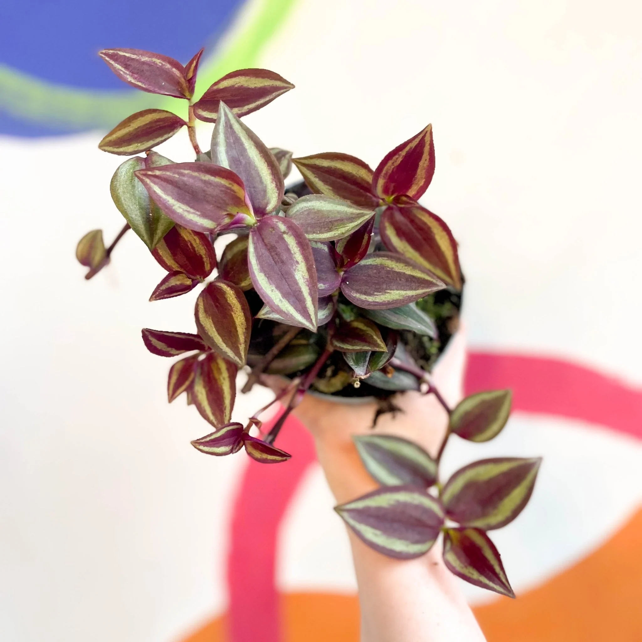 Tradescantia 'Purple Passion' - Welsh Grown