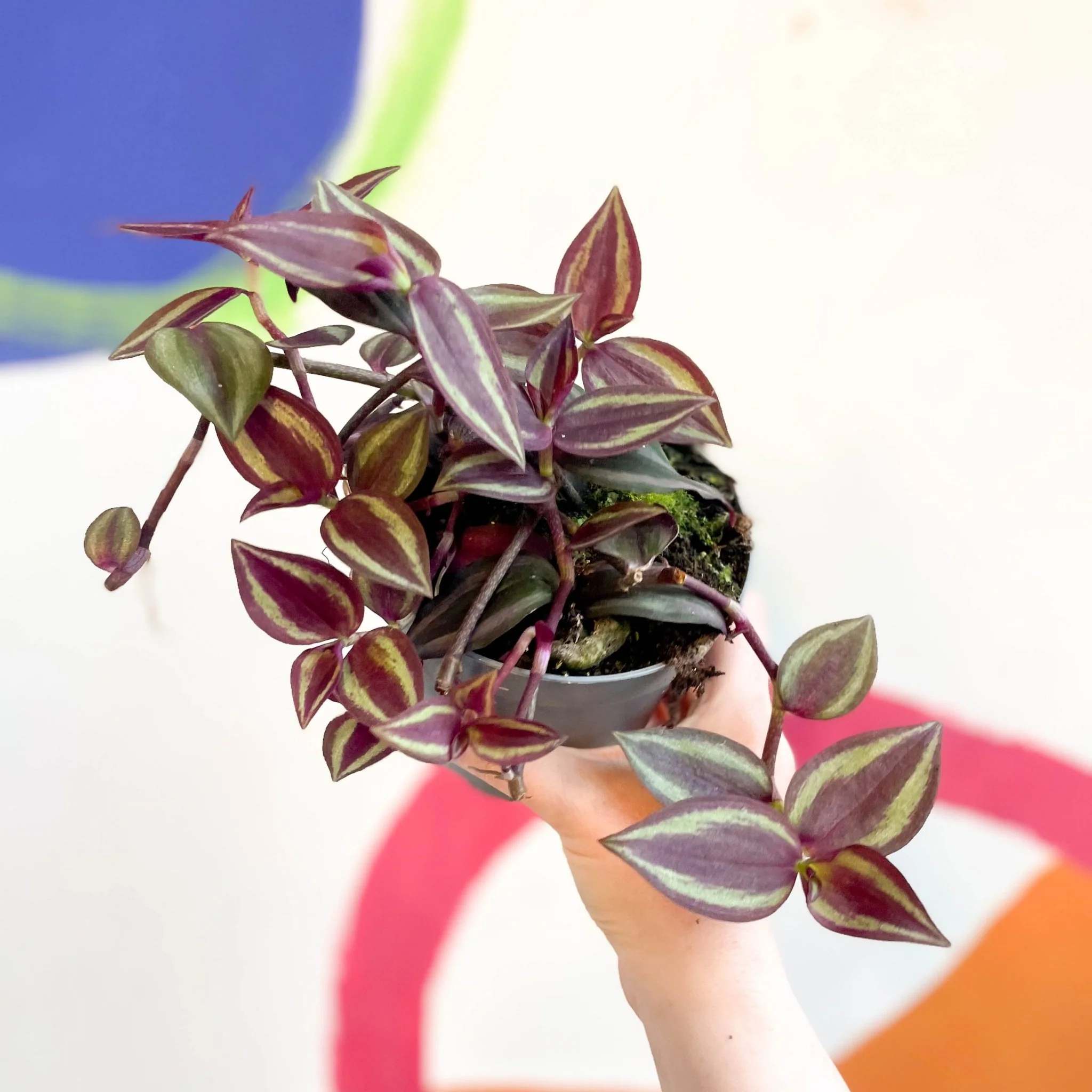 Tradescantia 'Purple Passion' - Welsh Grown - Image 2