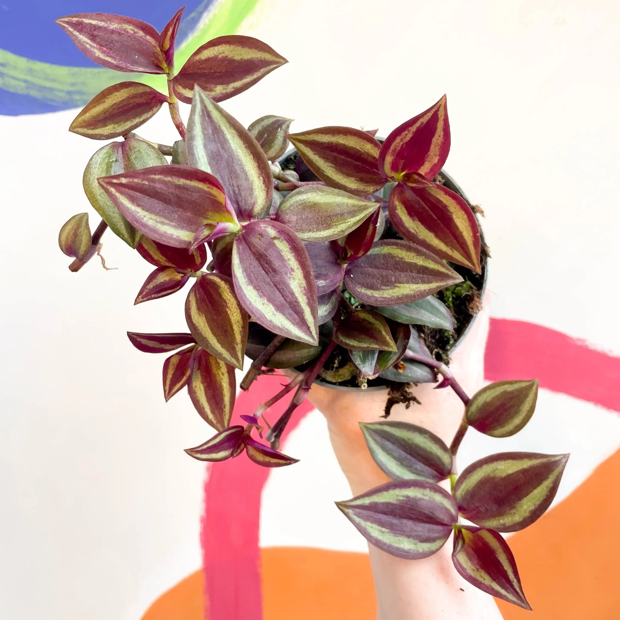 Tradescantia 'Purple Passion' - Welsh Grown - Image 3