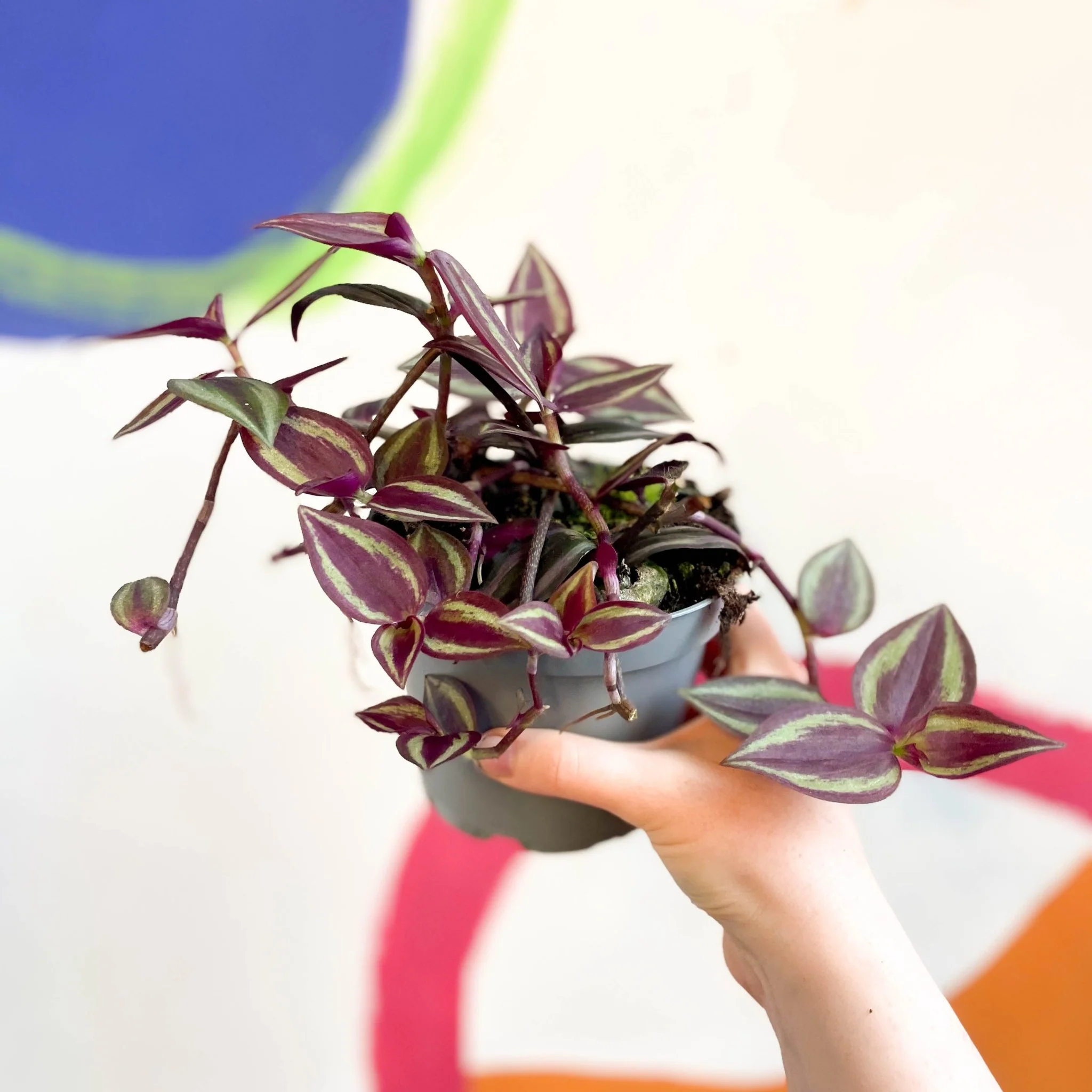Tradescantia 'Purple Passion' - Welsh Grown - Image 4