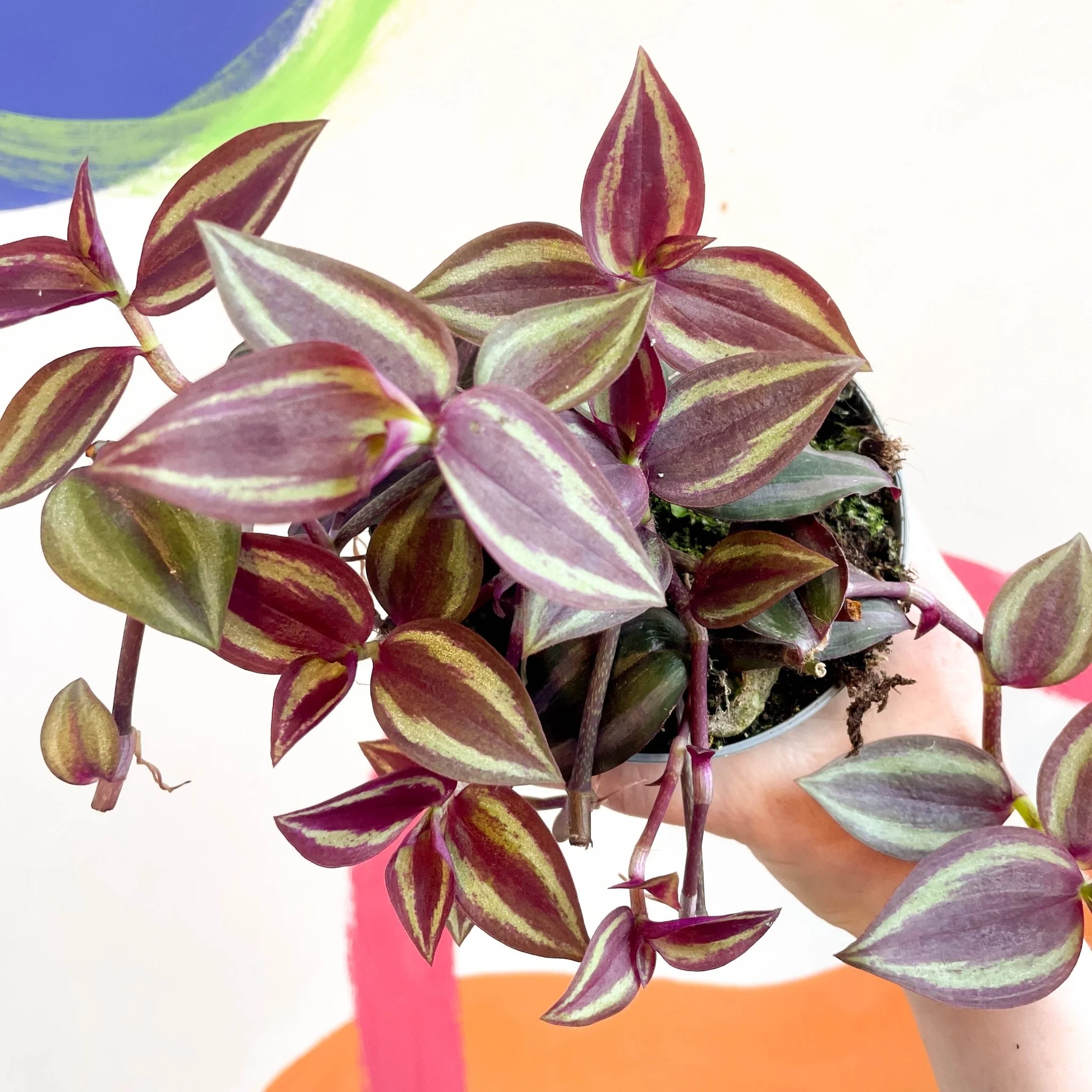 Tradescantia 'Purple Passion' - Welsh Grown - Image 5