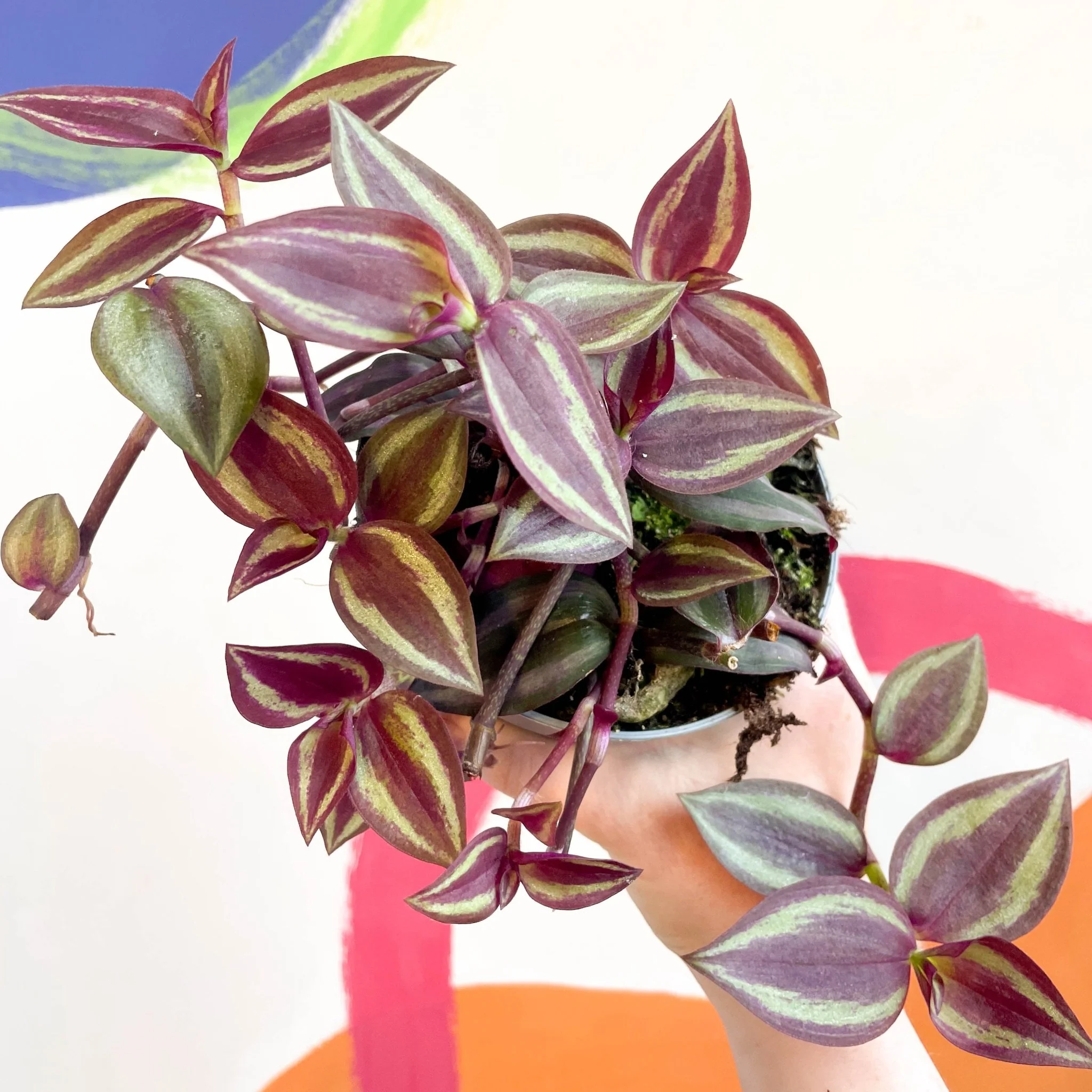 Tradescantia 'Purple Passion' - Welsh Grown - Image 6