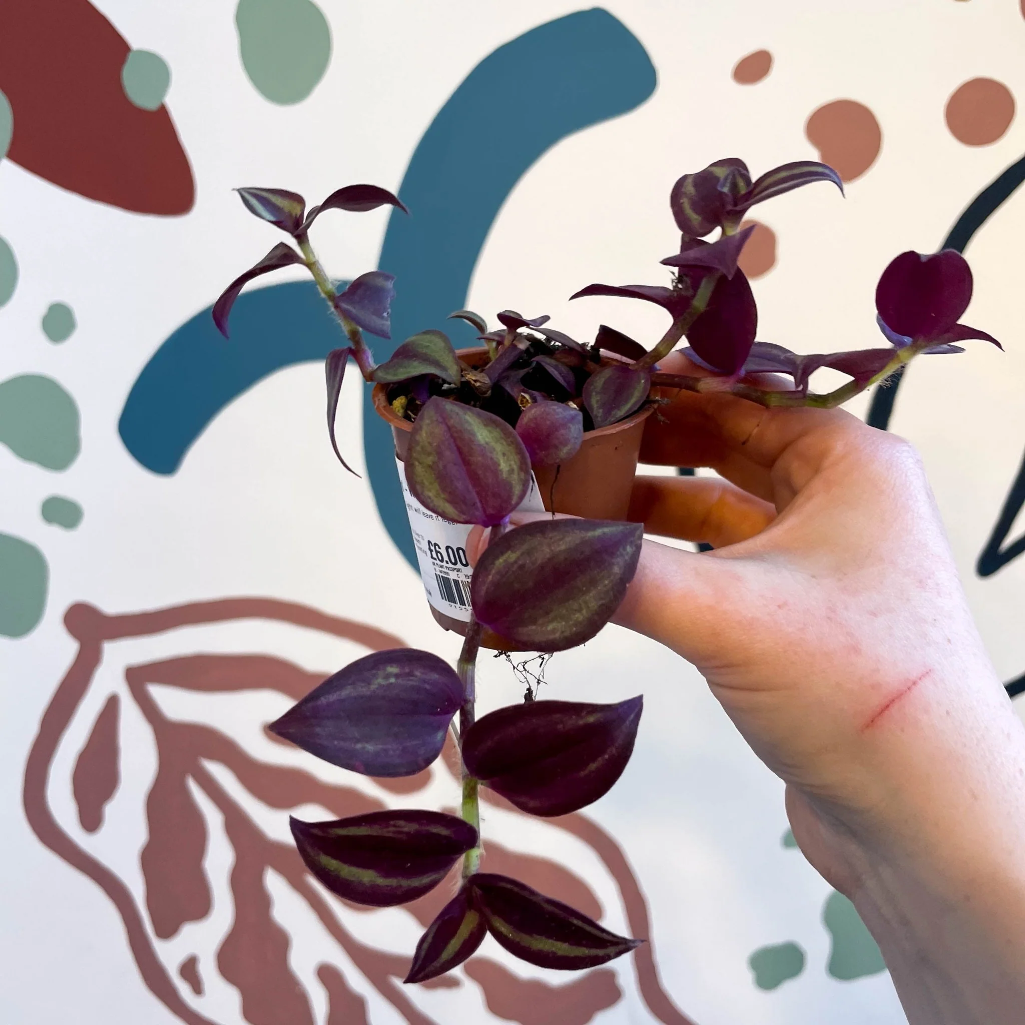 Tradescantia 'Purple Passion' - Welsh Grown - Image 7