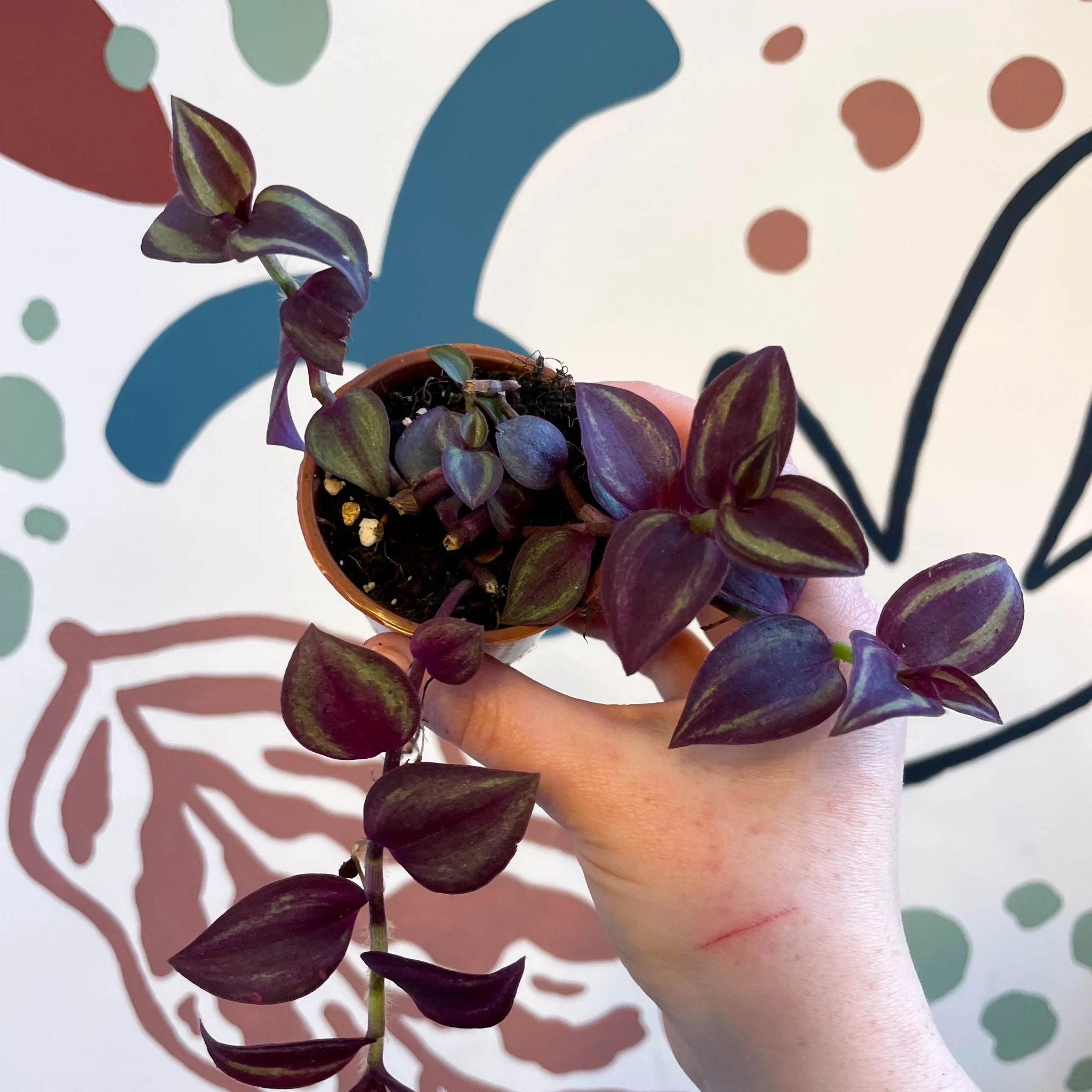 Tradescantia 'Purple Passion' - Welsh Grown - Image 8