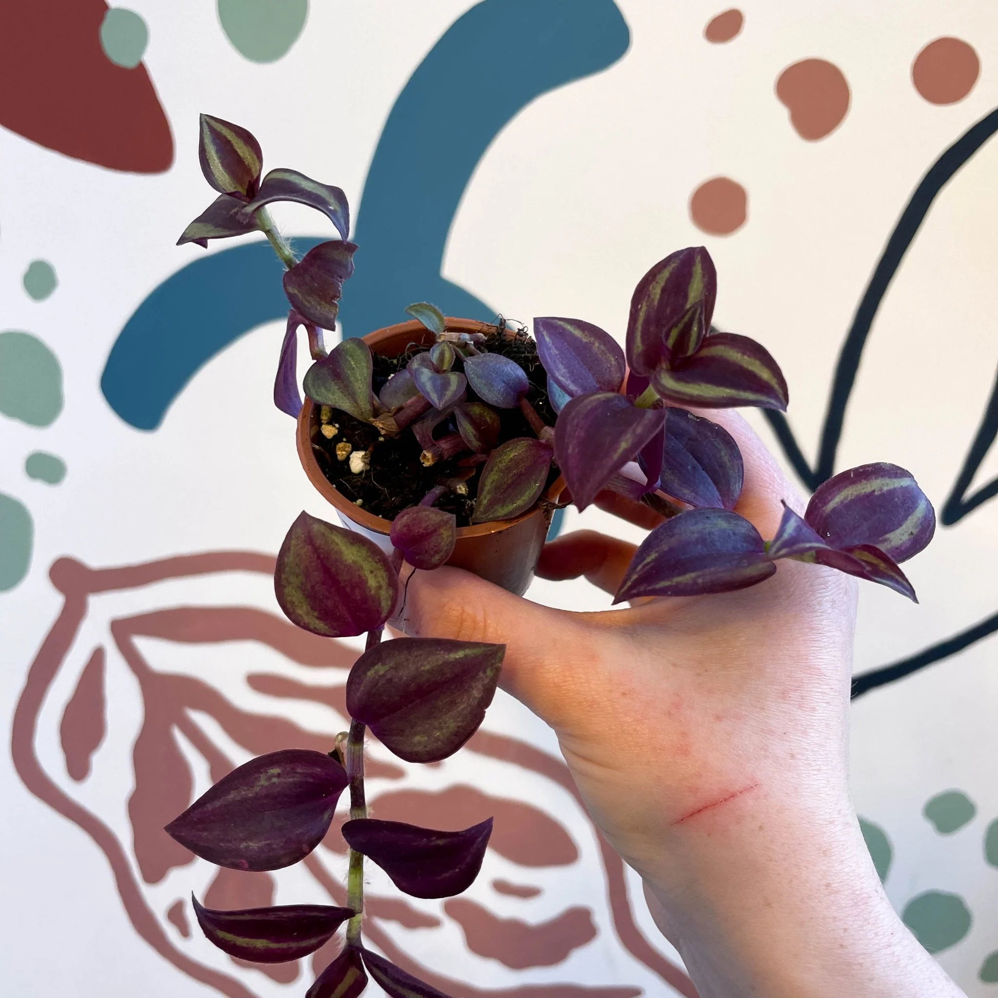 Tradescantia 'Purple Passion' - Welsh Grown - Image 9