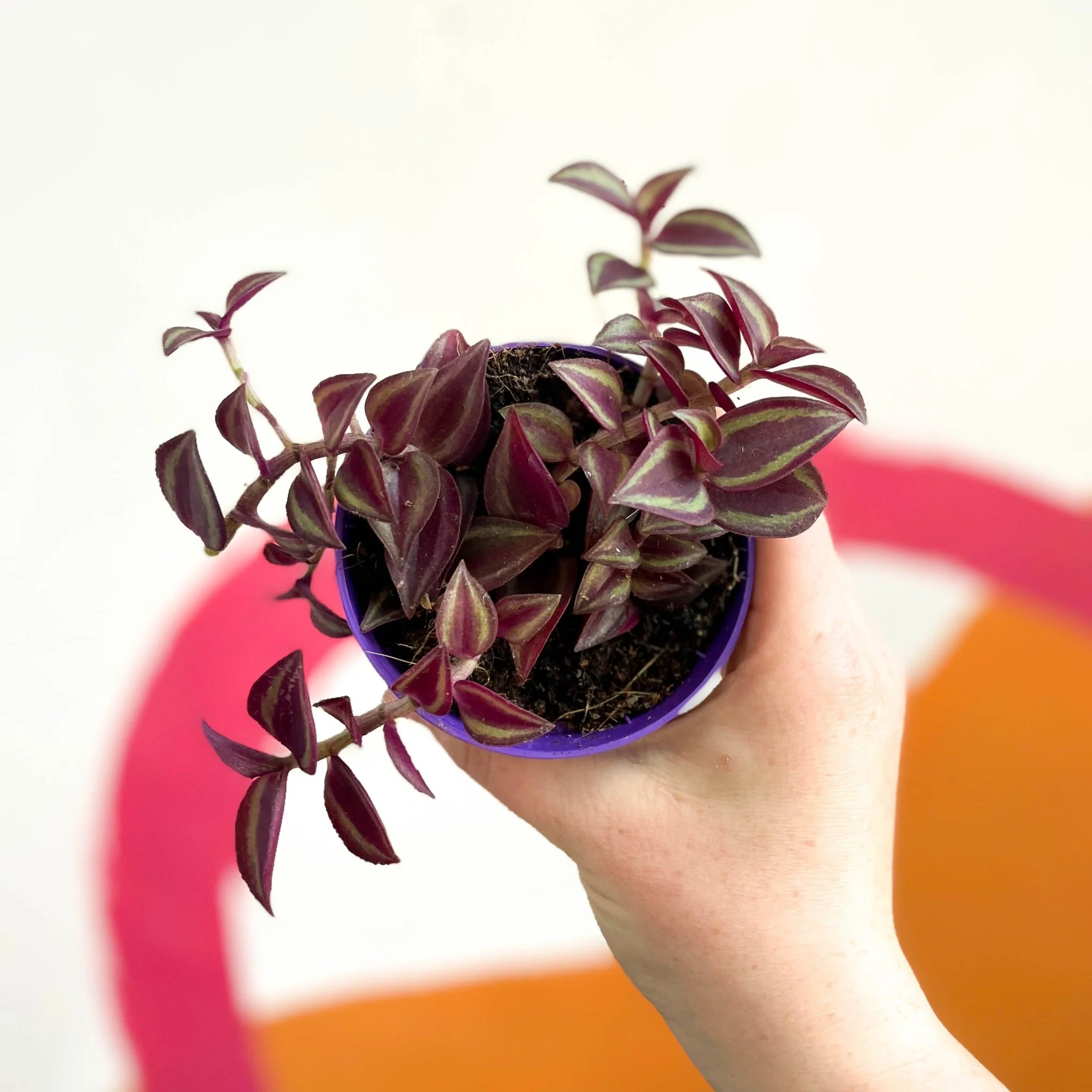 Purple Inch Plant - Tradescantia zebrina 'Purpusii'