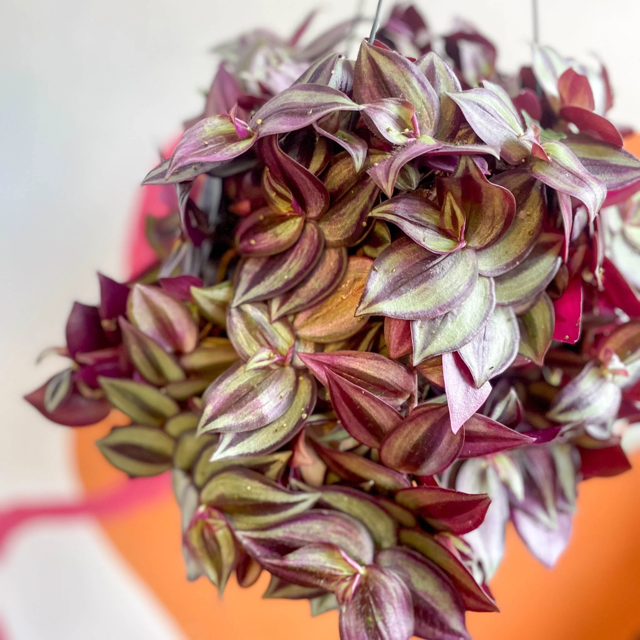 Purple Inch Plant - Tradescantia zebrina 'Purpusii' - Image 10