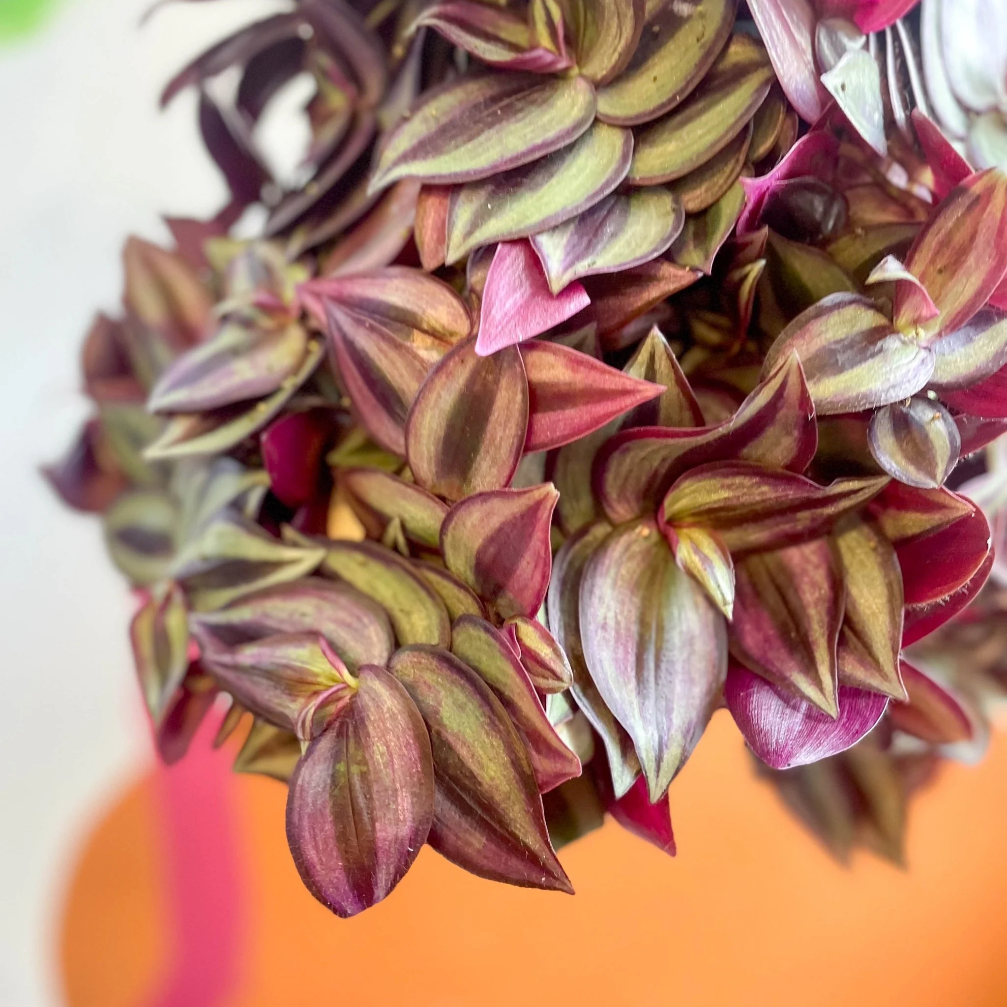 Purple Inch Plant - Tradescantia zebrina 'Purpusii' - Image 11