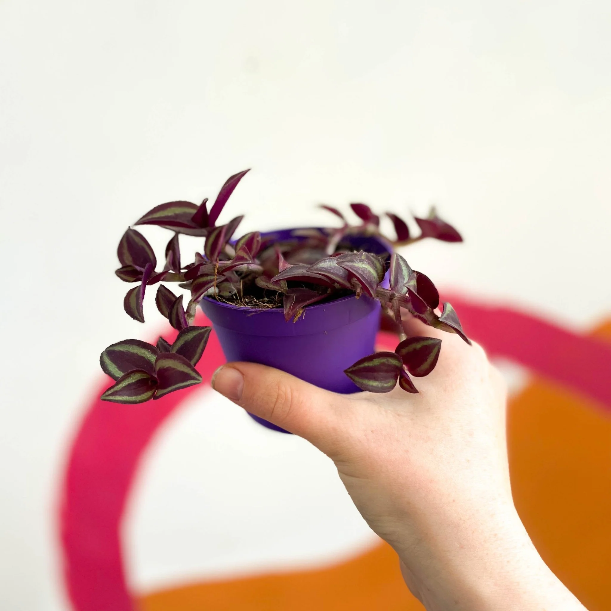 Purple Inch Plant - Tradescantia zebrina 'Purpusii' - Image 2