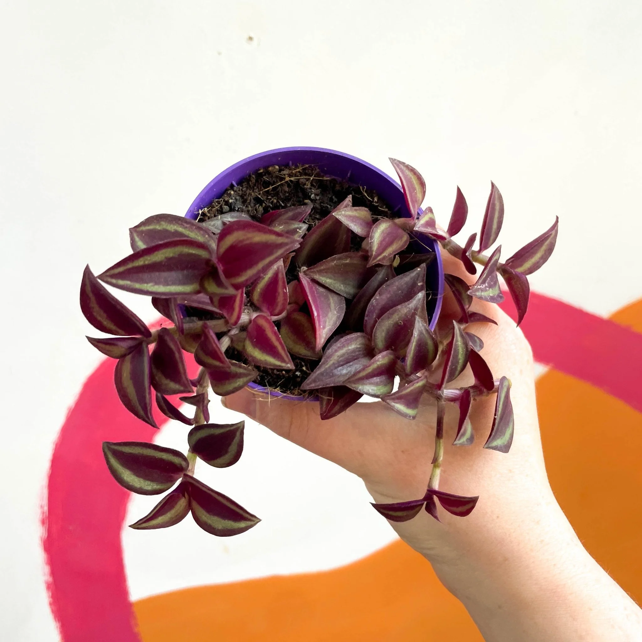 Purple Inch Plant - Tradescantia zebrina 'Purpusii' - Image 3