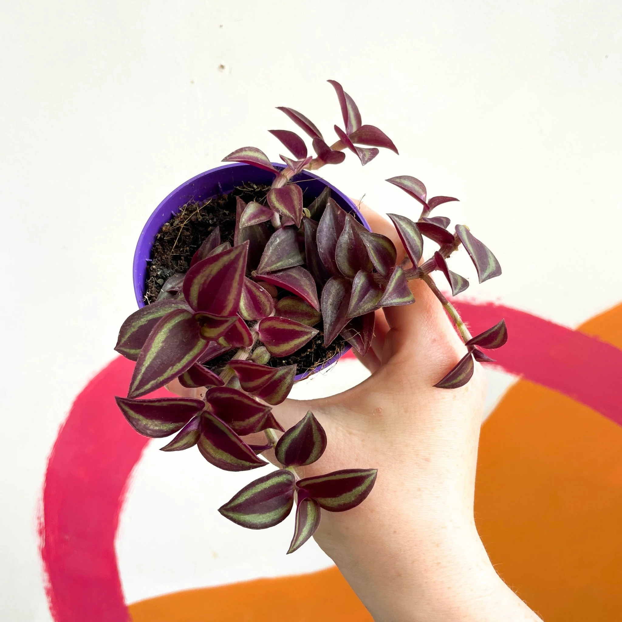 Purple Inch Plant - Tradescantia zebrina 'Purpusii' - Image 4