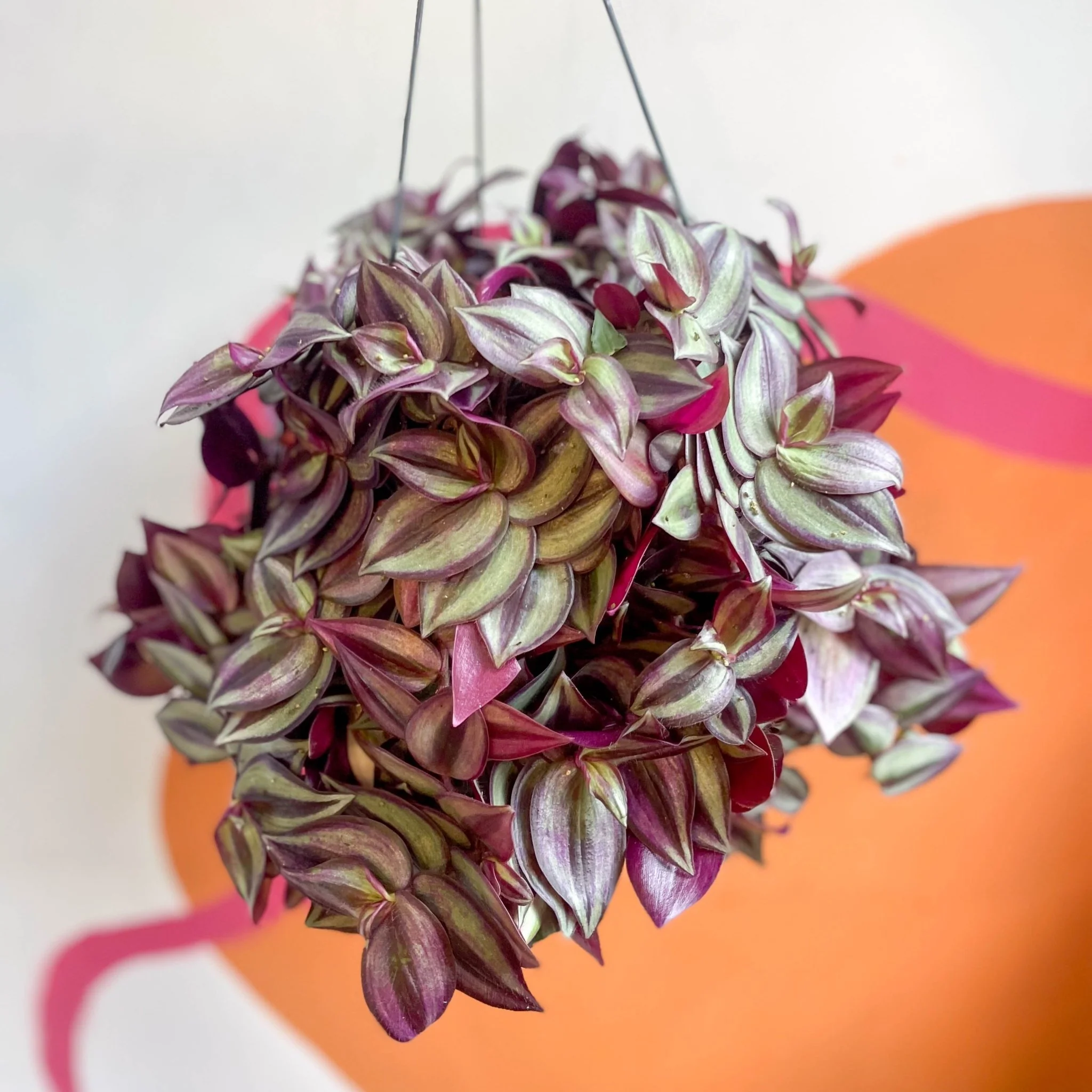 Purple Inch Plant - Tradescantia zebrina 'Purpusii' - Image 5