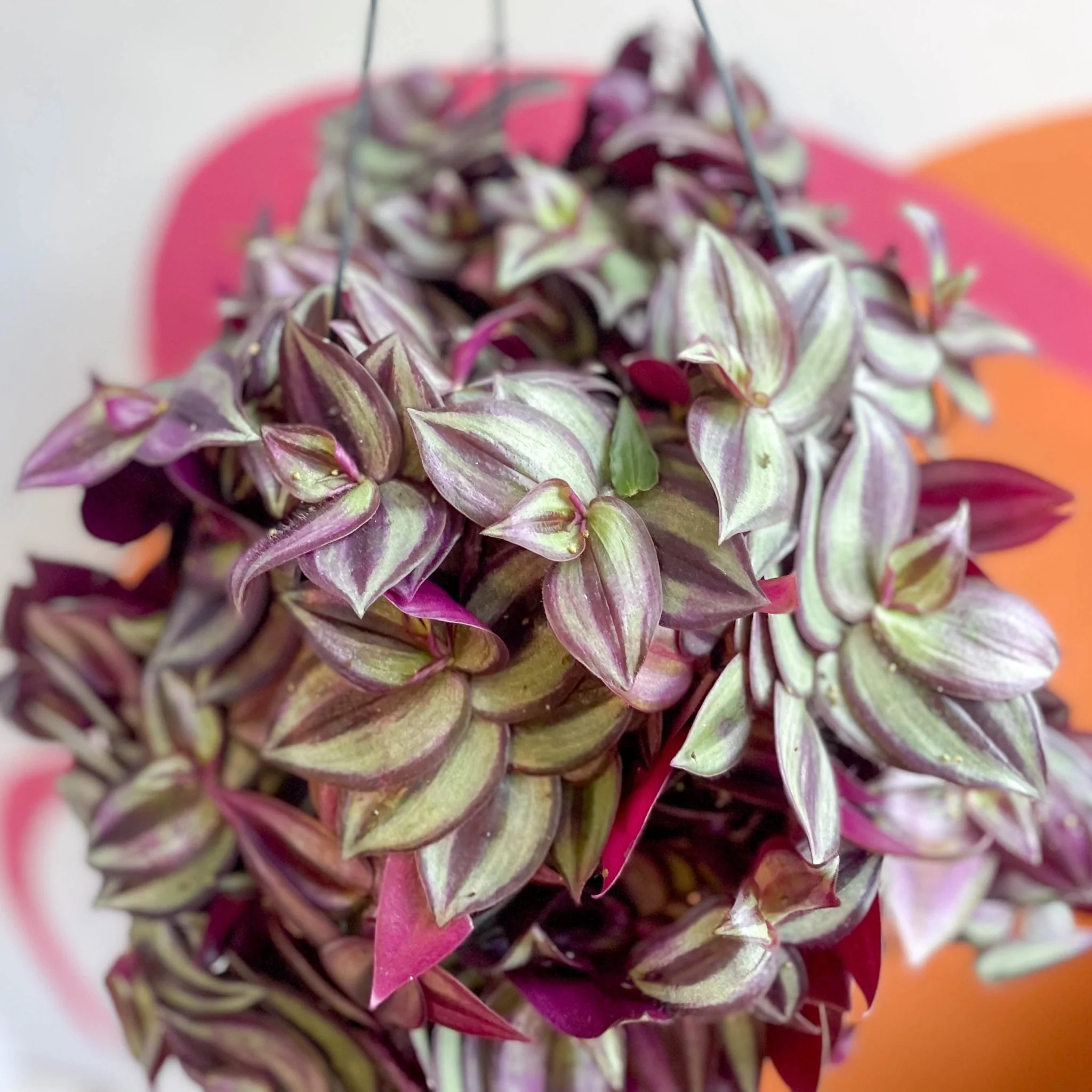 Purple Inch Plant - Tradescantia zebrina 'Purpusii' - Image 6